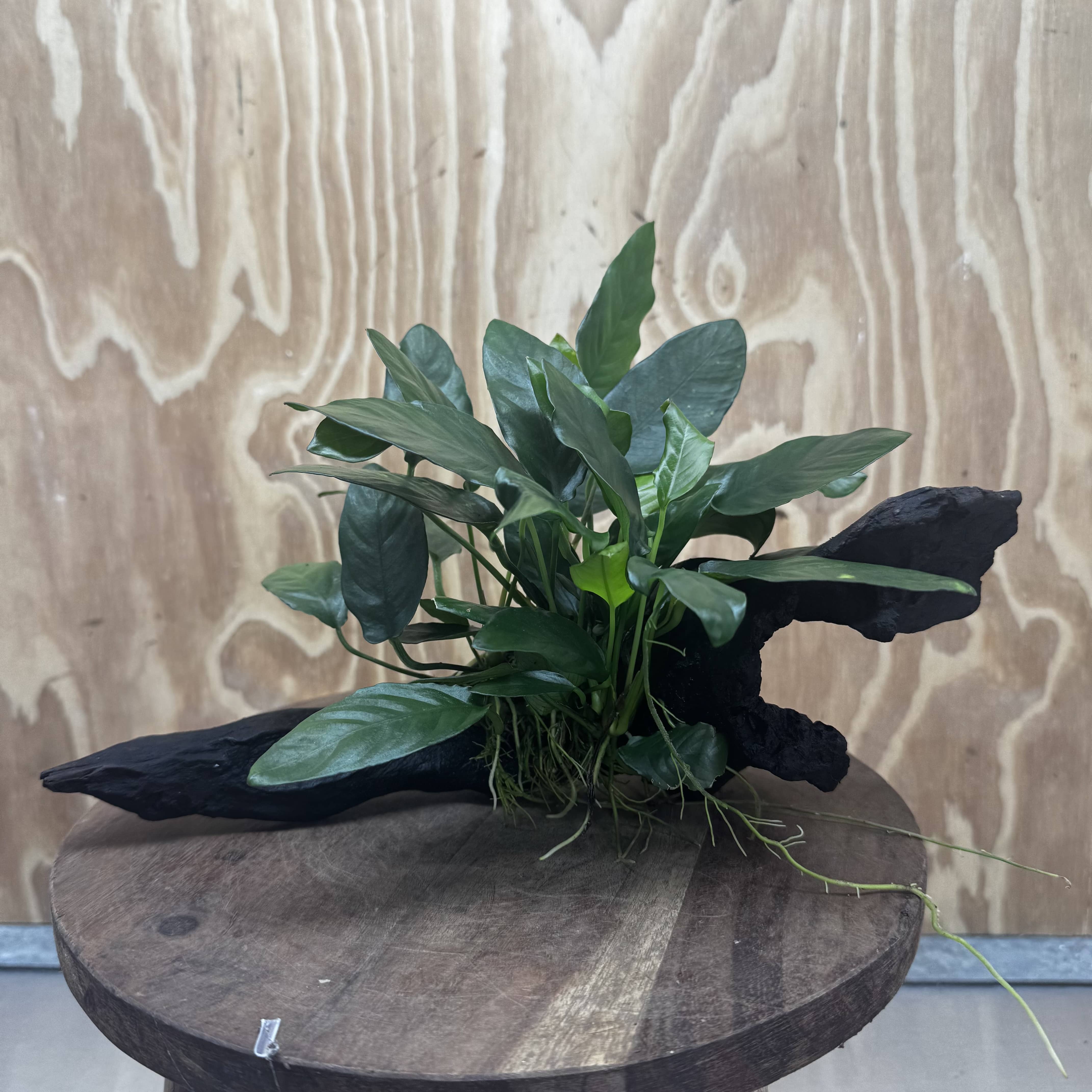 Scapeshop.com.au One Only Anubias Paco on Medium Driftwood Creation - One Only - Fancy Anubias Paco on Medium Driftwood - One Only - Aquarium Plants Australia