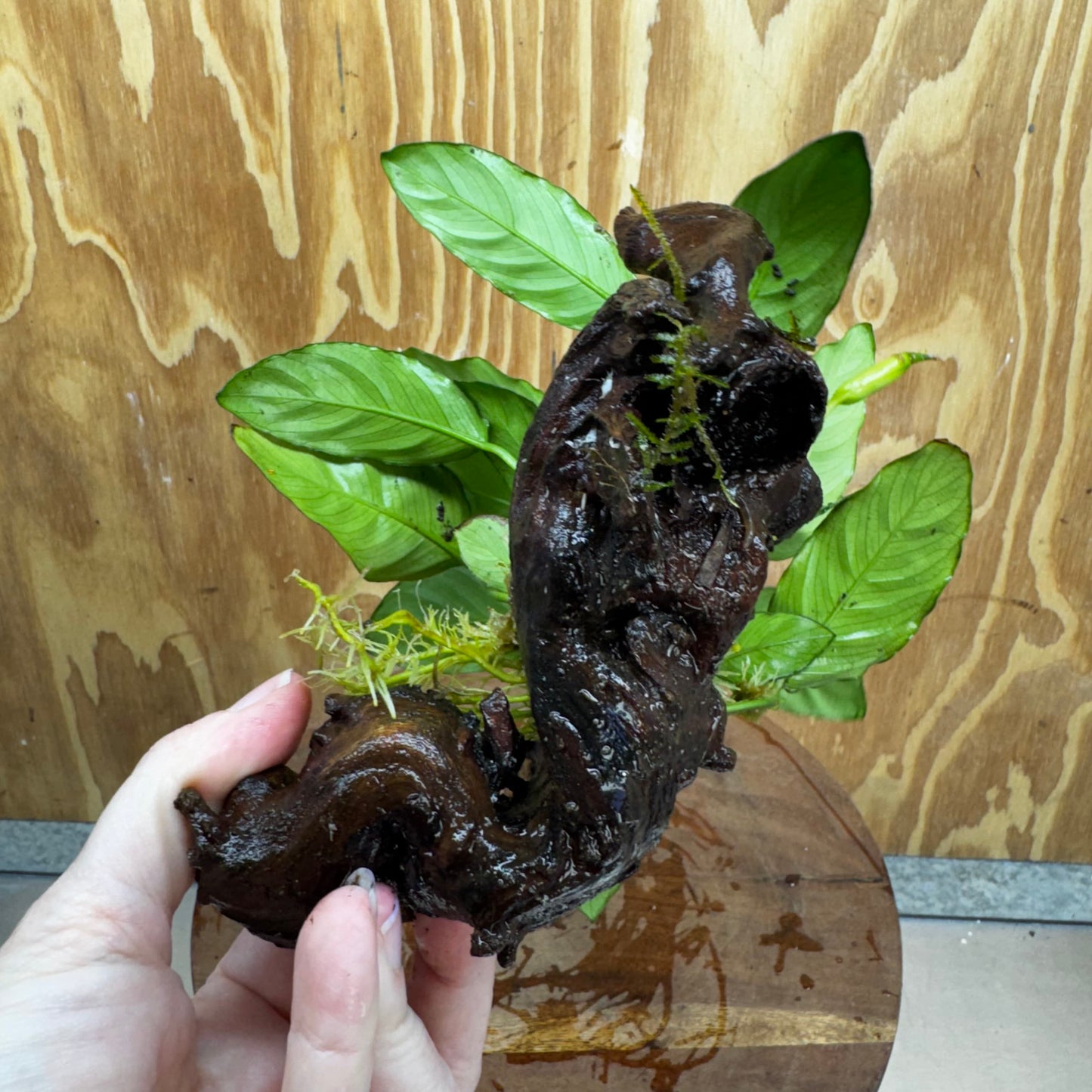 Scapeshop.com.au One Only Anubias Paco on Medium Driftwood Creation - One Only - Fancy Anubias Paco on Medium Driftwood - One Only - Aquarium Plants Australia