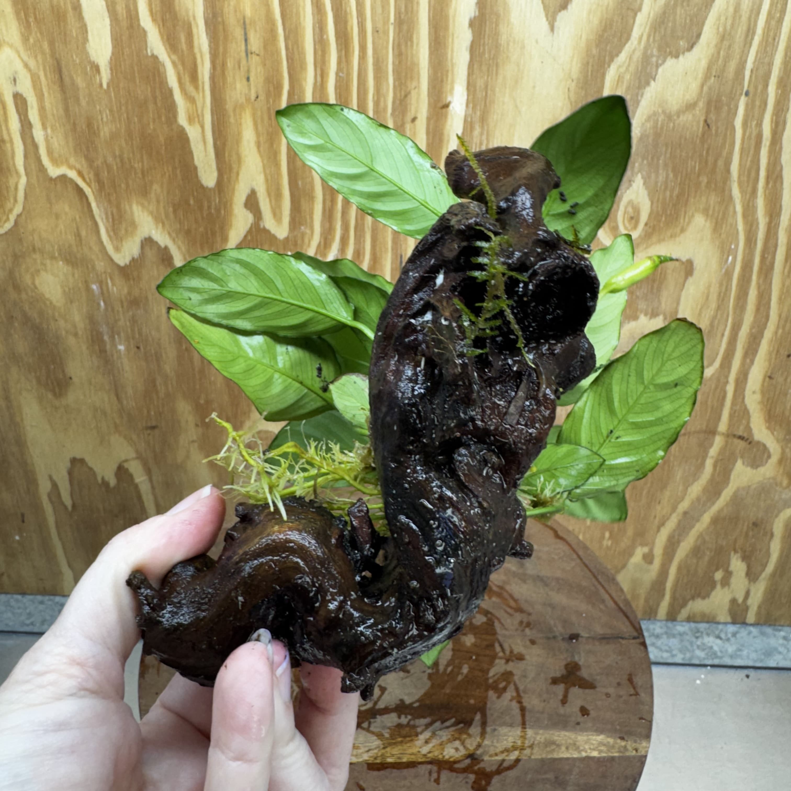 Scapeshop.com.au One Only Anubias Paco on Medium Driftwood Creation - One Only - Fancy Anubias Paco on Medium Driftwood - One Only - Aquarium Plants Australia
