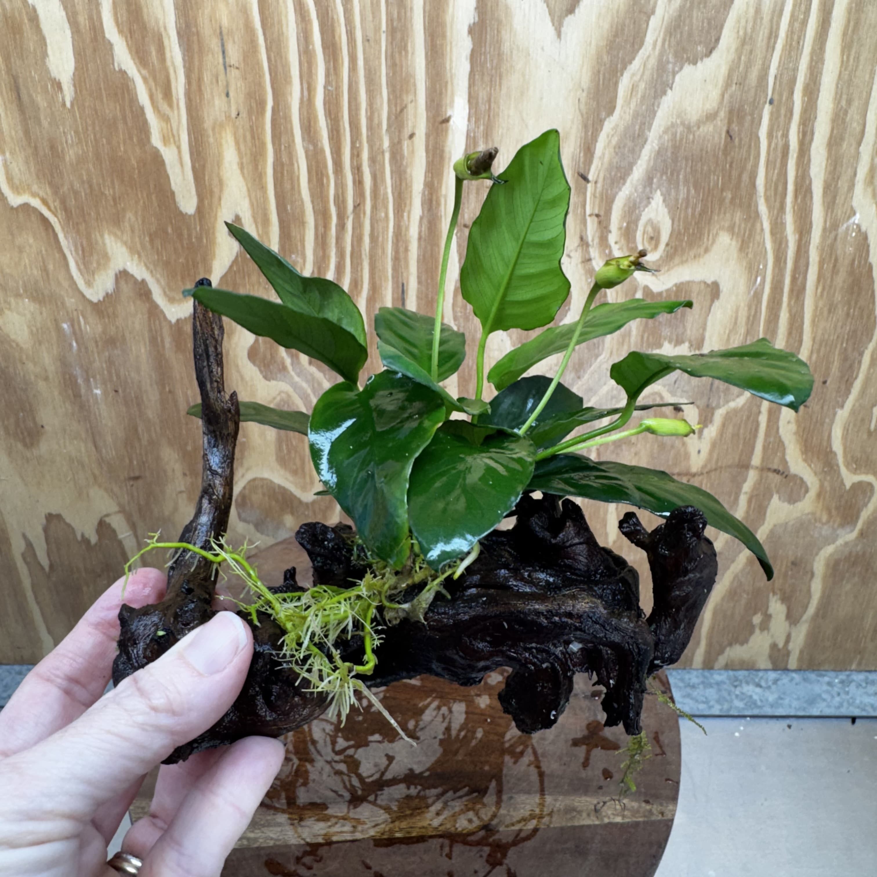 Scapeshop.com.au One Only Anubias Paco on Medium Driftwood Creation - One Only - Fancy Anubias Paco on Medium Driftwood - One Only - Aquarium Plants Australia