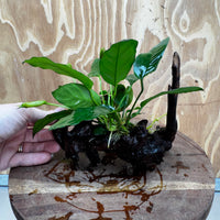 Scapeshop.com.au One Only Anubias Paco on Medium Driftwood Creation - One Only - Fancy Anubias Paco on Medium Driftwood - One Only - Aquarium Plants Australia