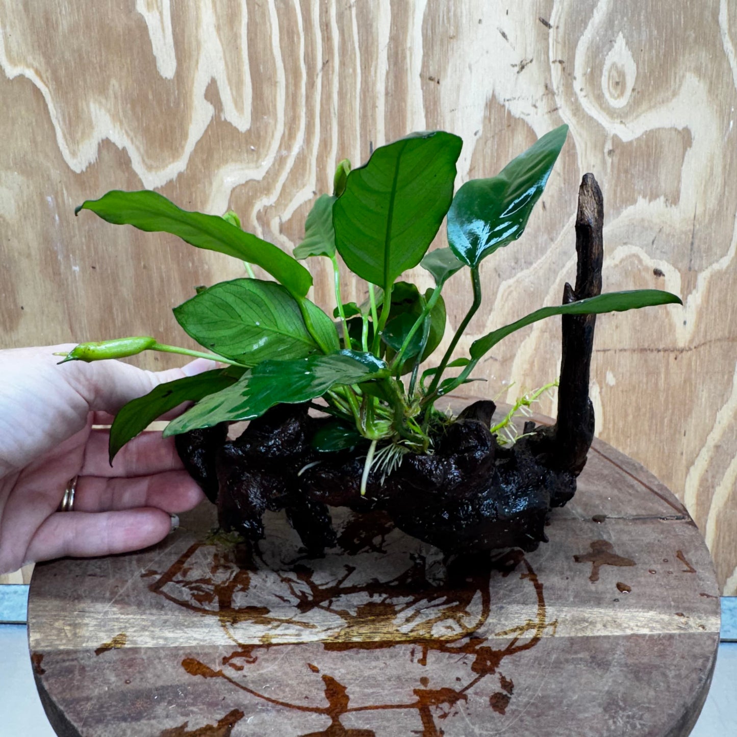 Scapeshop.com.au One Only Anubias Paco on Medium Driftwood Creation - One Only - Fancy Anubias Paco on Medium Driftwood - One Only - Aquarium Plants Australia