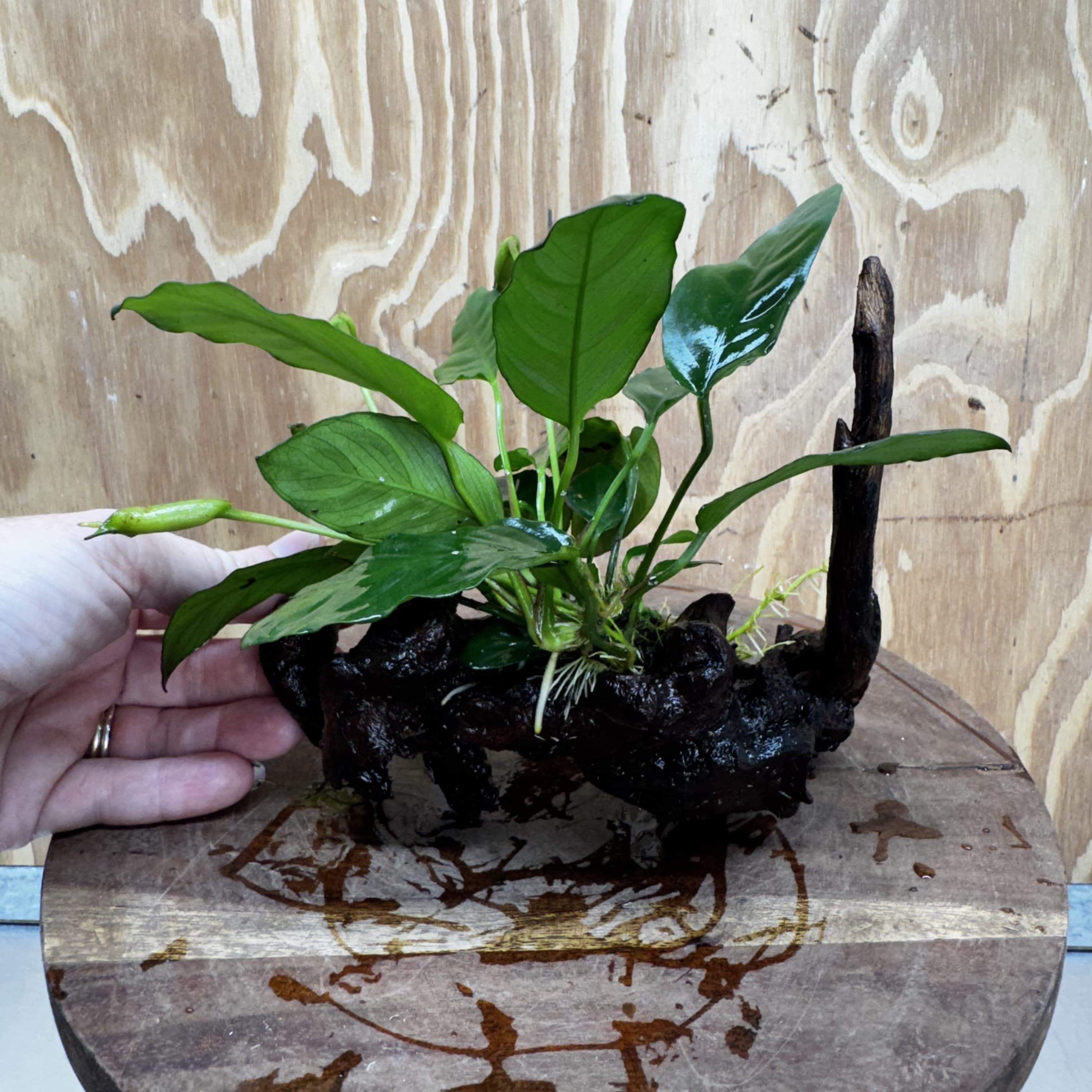 Scapeshop.com.au One Only Anubias Paco on Medium Driftwood Creation - One Only - Fancy Anubias Paco on Medium Driftwood - One Only - Aquarium Plants Australia