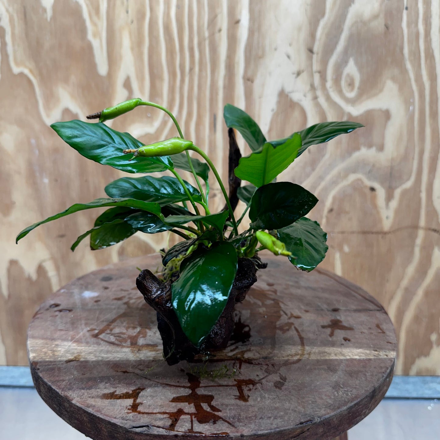 Scapeshop.com.au One Only Anubias Paco on Medium Driftwood Creation - One Only - Fancy Anubias Paco on Medium Driftwood - One Only - Aquarium Plants Australia