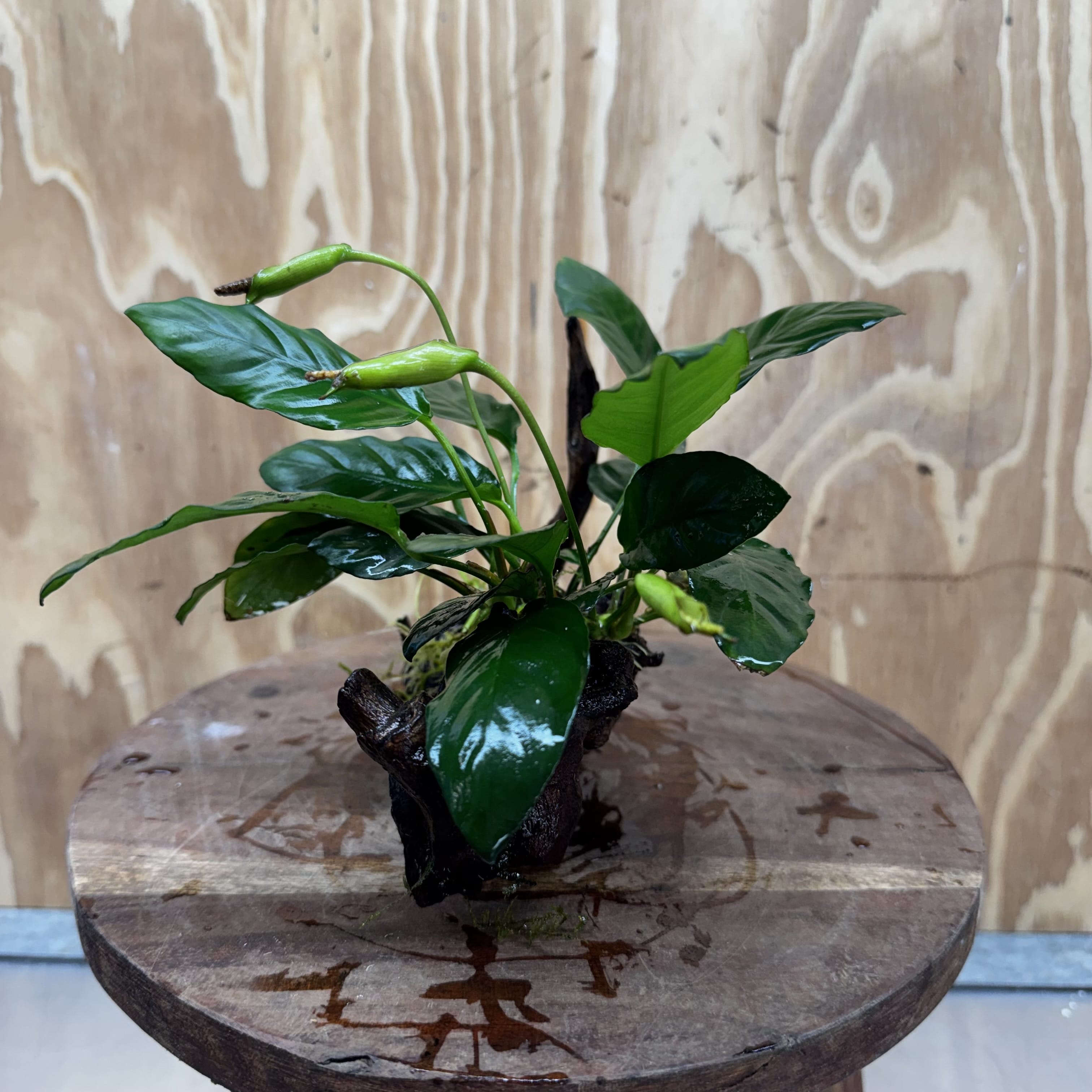 Scapeshop.com.au One Only Anubias Paco on Medium Driftwood Creation - One Only - Fancy Anubias Paco on Medium Driftwood - One Only - Aquarium Plants Australia