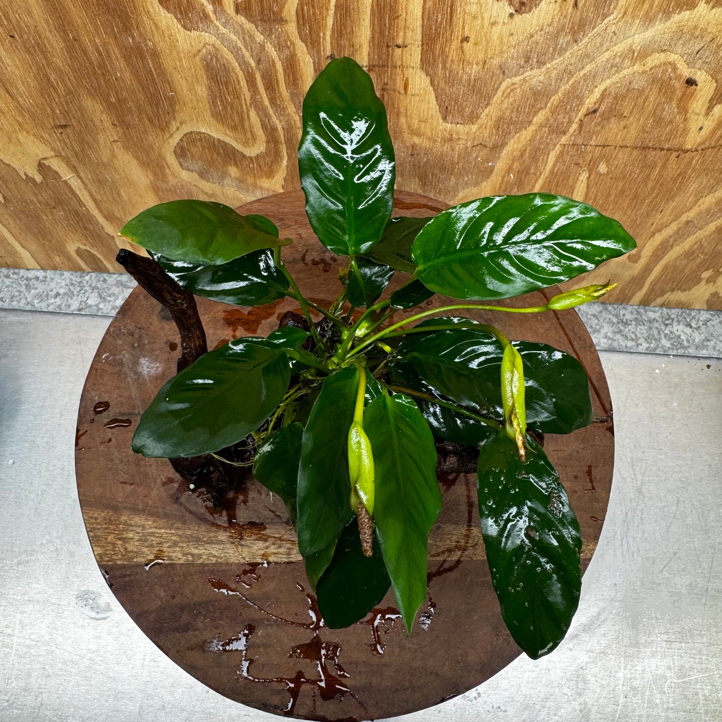 Scapeshop.com.au One Only Anubias Paco on Medium Driftwood Creation - One Only - Fancy Anubias Paco on Medium Driftwood - One Only - Aquarium Plants Australia