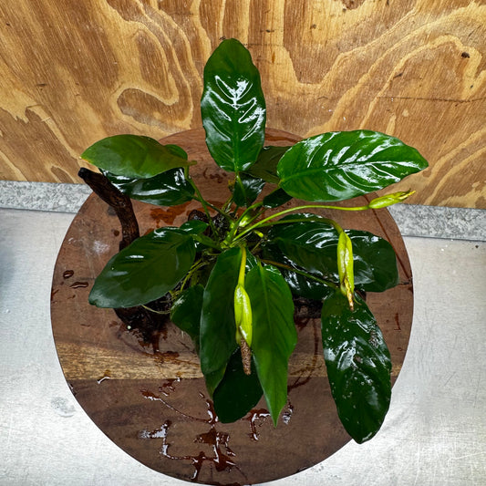 Scapeshop.com.au One Only Anubias Paco on Medium Driftwood Creation - One Only - Fancy Anubias Paco on Medium Driftwood - One Only - Aquarium Plants Australia
