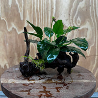 Scapeshop.com.au One Only Anubias Paco on Medium Driftwood Creation - One Only - Fancy Anubias Paco on Medium Driftwood - One Only - Aquarium Plants Australia