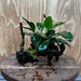 Scapeshop.com.au One Only Anubias Paco on Medium Driftwood Creation - One Only - Fancy Anubias Paco on Medium Driftwood - One Only - Aquarium Plants Australia