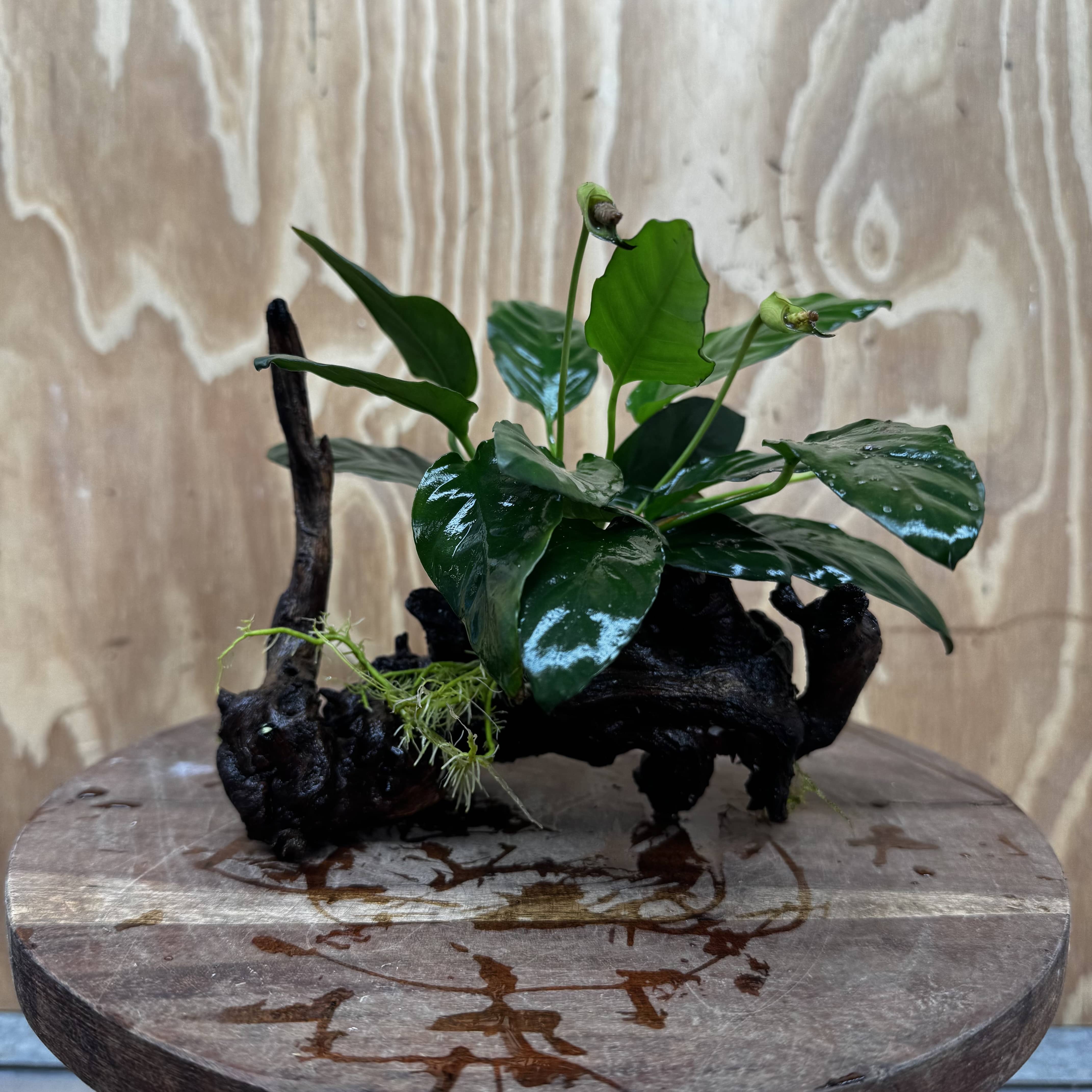 Scapeshop.com.au One Only Anubias Paco on Medium Driftwood Creation - One Only - Fancy Anubias Paco on Medium Driftwood - One Only - Aquarium Plants Australia