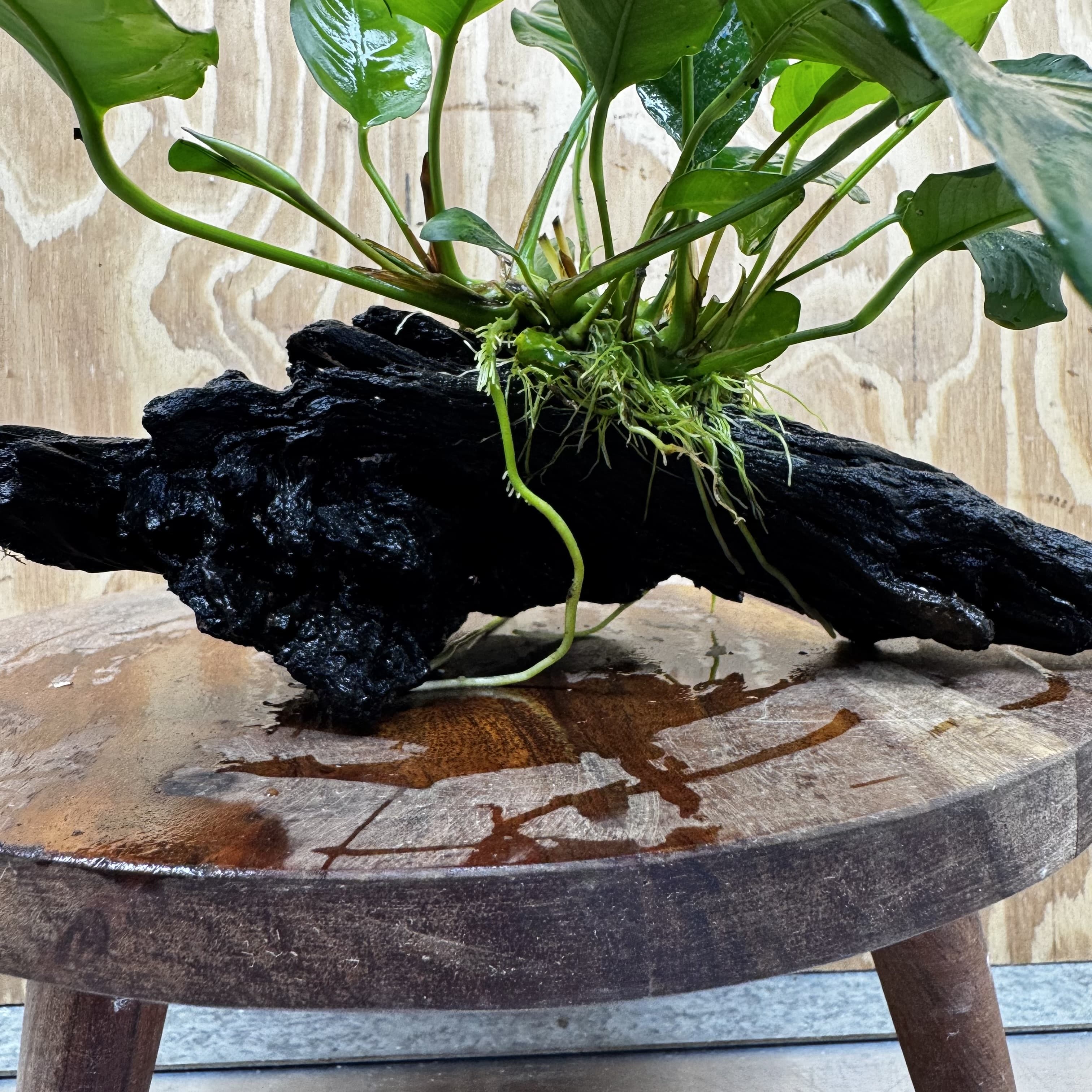 Scapeshop.com.au One Only Anubias Paco on Medium Driftwood Creation - One Only - Fancy Anubias Paco on Medium Driftwood - One Only Aquarium Plants Australia