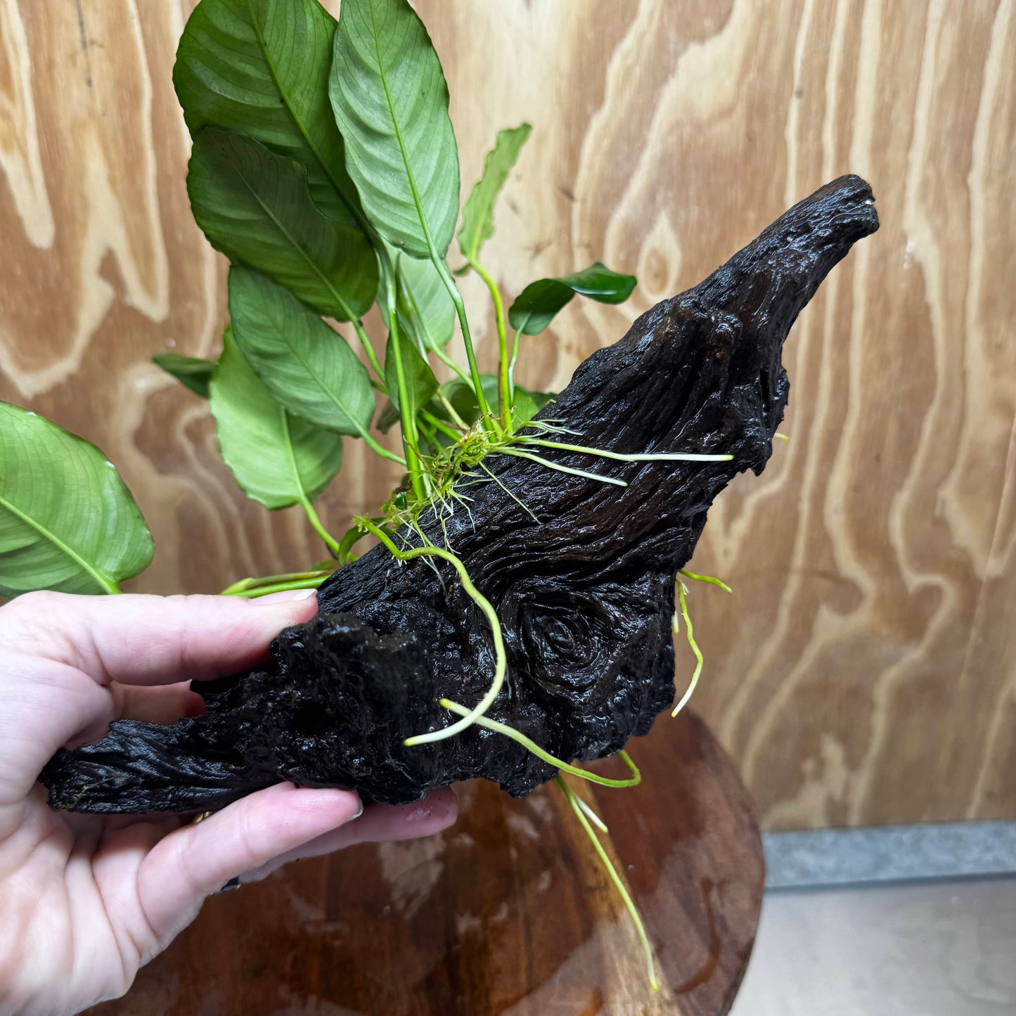 Scapeshop.com.au One Only Anubias Paco on Medium Driftwood Creation - One Only - Fancy Anubias Paco on Medium Driftwood - One Only Aquarium Plants Australia