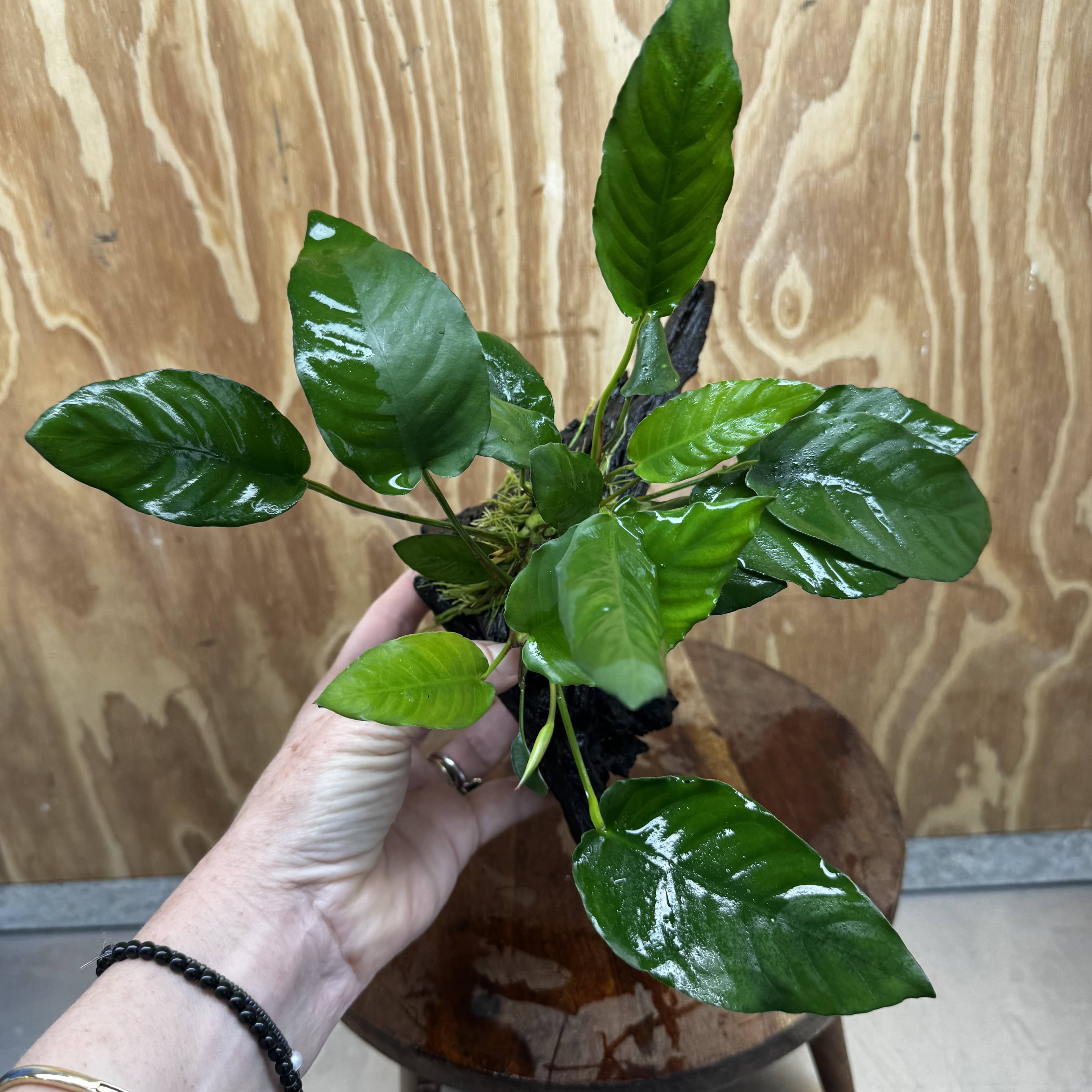 Scapeshop.com.au One Only Anubias Paco on Medium Driftwood Creation - One Only - Fancy Anubias Paco on Medium Driftwood - One Only Aquarium Plants Australia