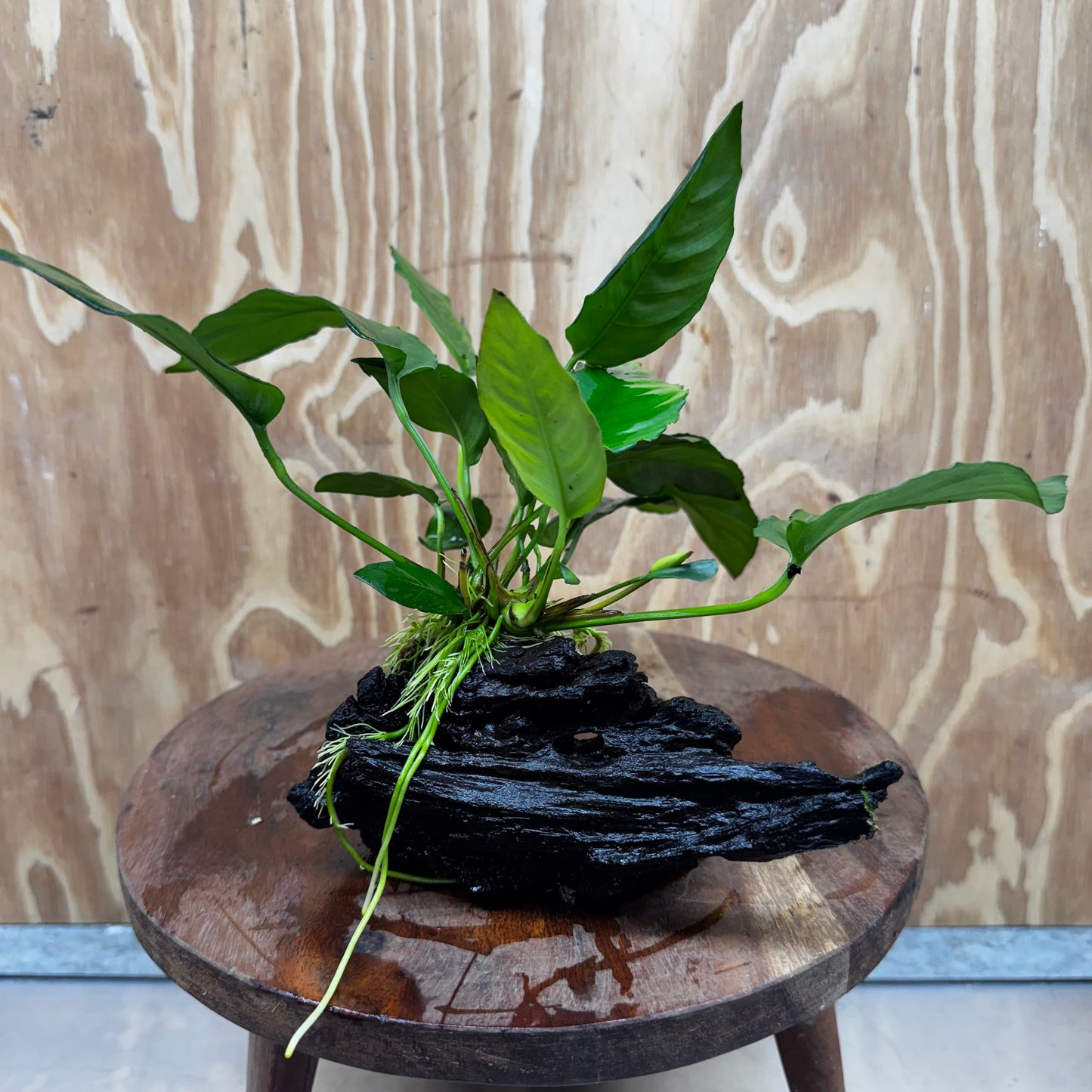 Scapeshop.com.au One Only Anubias Paco on Medium Driftwood Creation - One Only - Fancy Anubias Paco on Medium Driftwood - One Only Aquarium Plants Australia