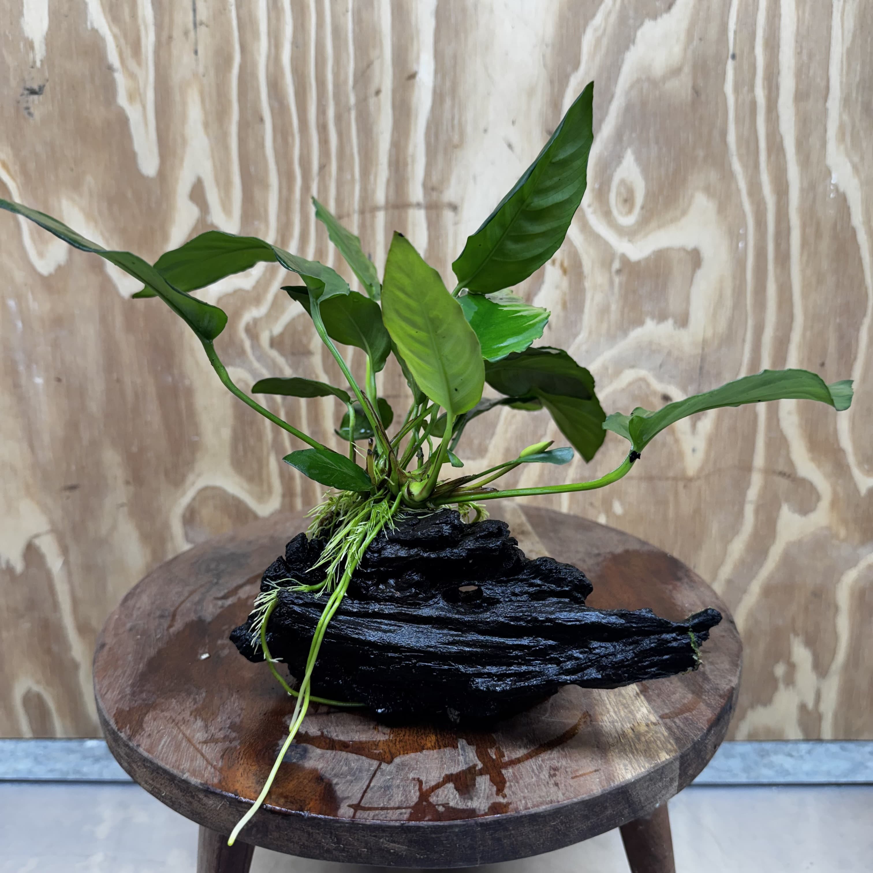 Scapeshop.com.au One Only Anubias Paco on Medium Driftwood Creation - One Only - Fancy Anubias Paco on Medium Driftwood - One Only Aquarium Plants Australia