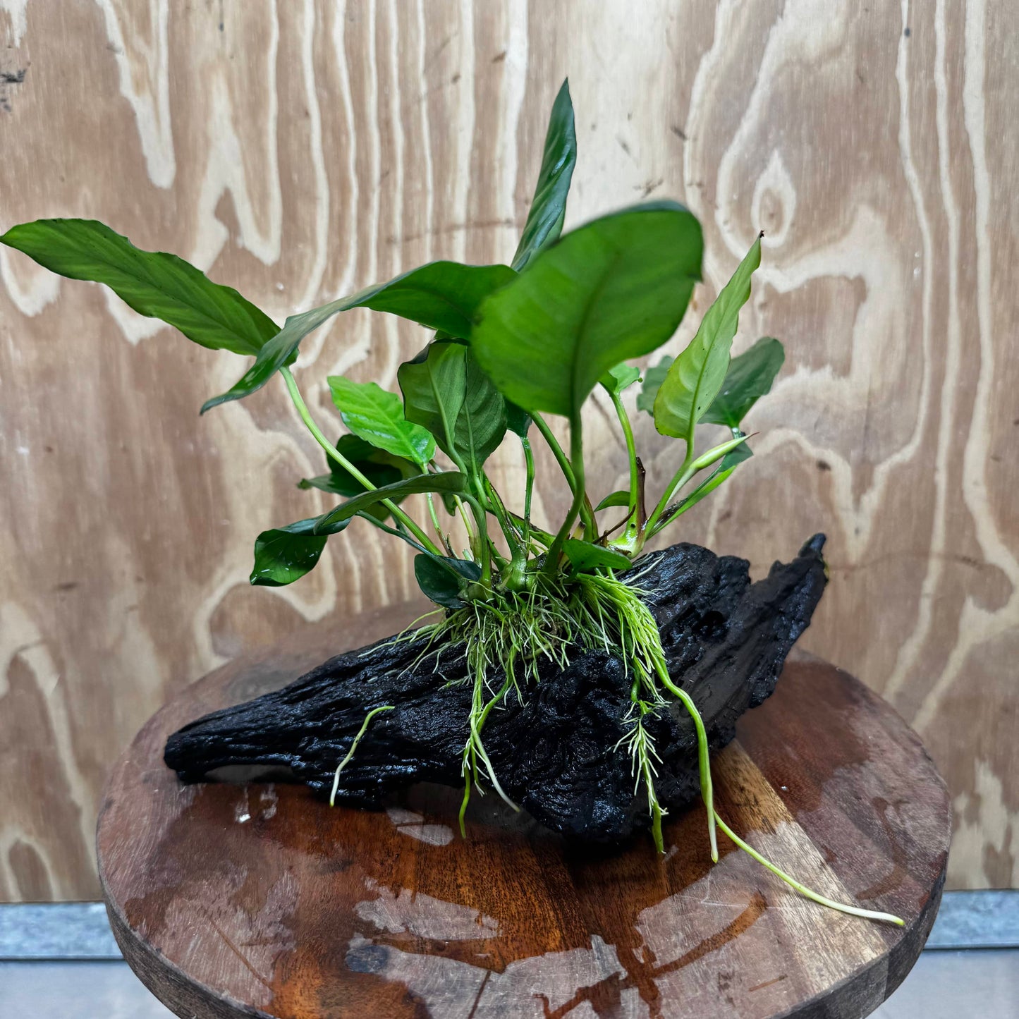 Scapeshop.com.au One Only Anubias Paco on Medium Driftwood Creation - One Only - Fancy Anubias Paco on Medium Driftwood - One Only Aquarium Plants Australia