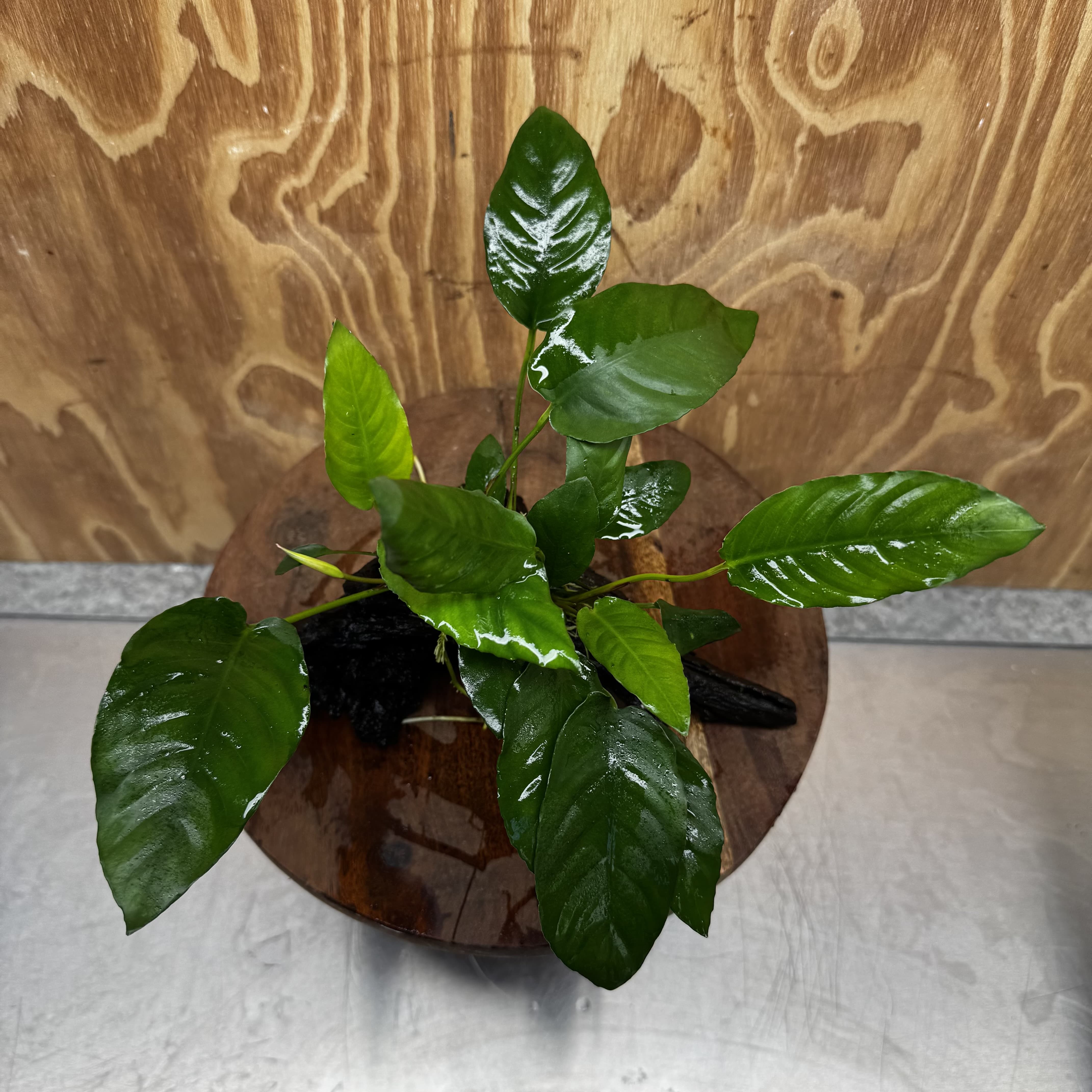 Scapeshop.com.au One Only Anubias Paco on Medium Driftwood Creation - One Only - Fancy Anubias Paco on Medium Driftwood - One Only Aquarium Plants Australia