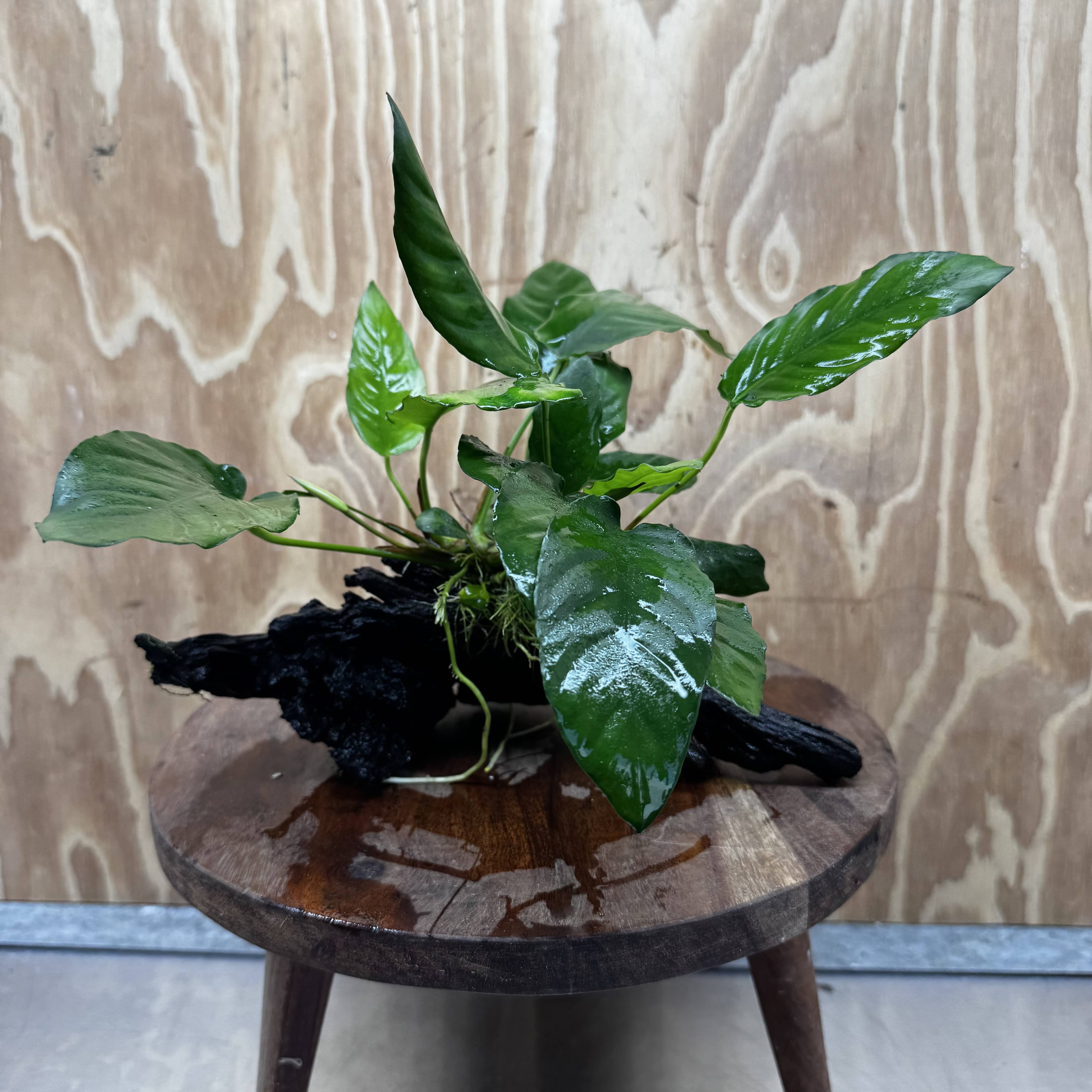 Scapeshop.com.au One Only Anubias Paco on Medium Driftwood Creation - One Only - Fancy Anubias Paco on Medium Driftwood - One Only Aquarium Plants Australia