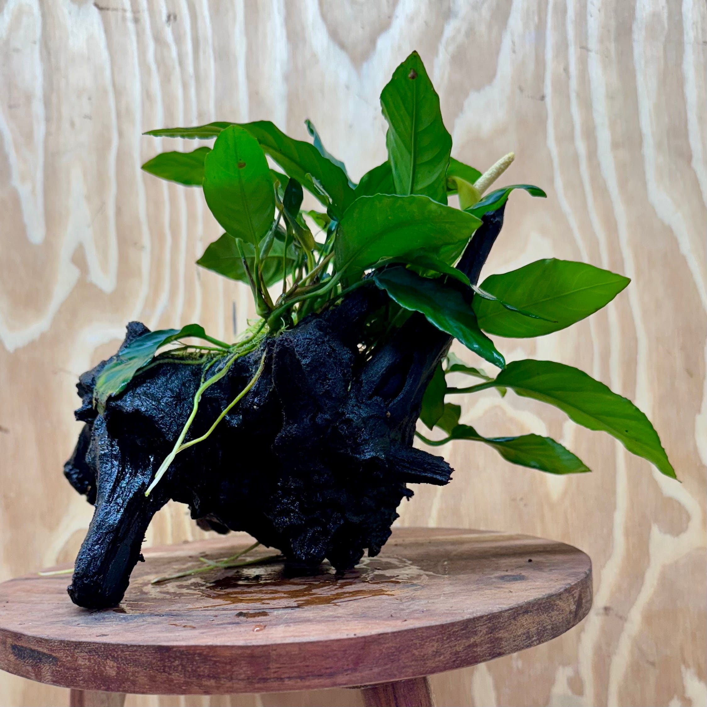 Scapeshop.com.au One Only Anubias Paco on Medium Driftwood Creation - One Only - Fancy Anubias Paco on Medium Driftwood - One Only - Aquarium Plants Australia