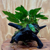 Scapeshop.com.au One Only Anubias Paco on Medium Driftwood Creation - One Only - Fancy Anubias Paco on Medium Driftwood - One Only - Aquarium Plants Australia