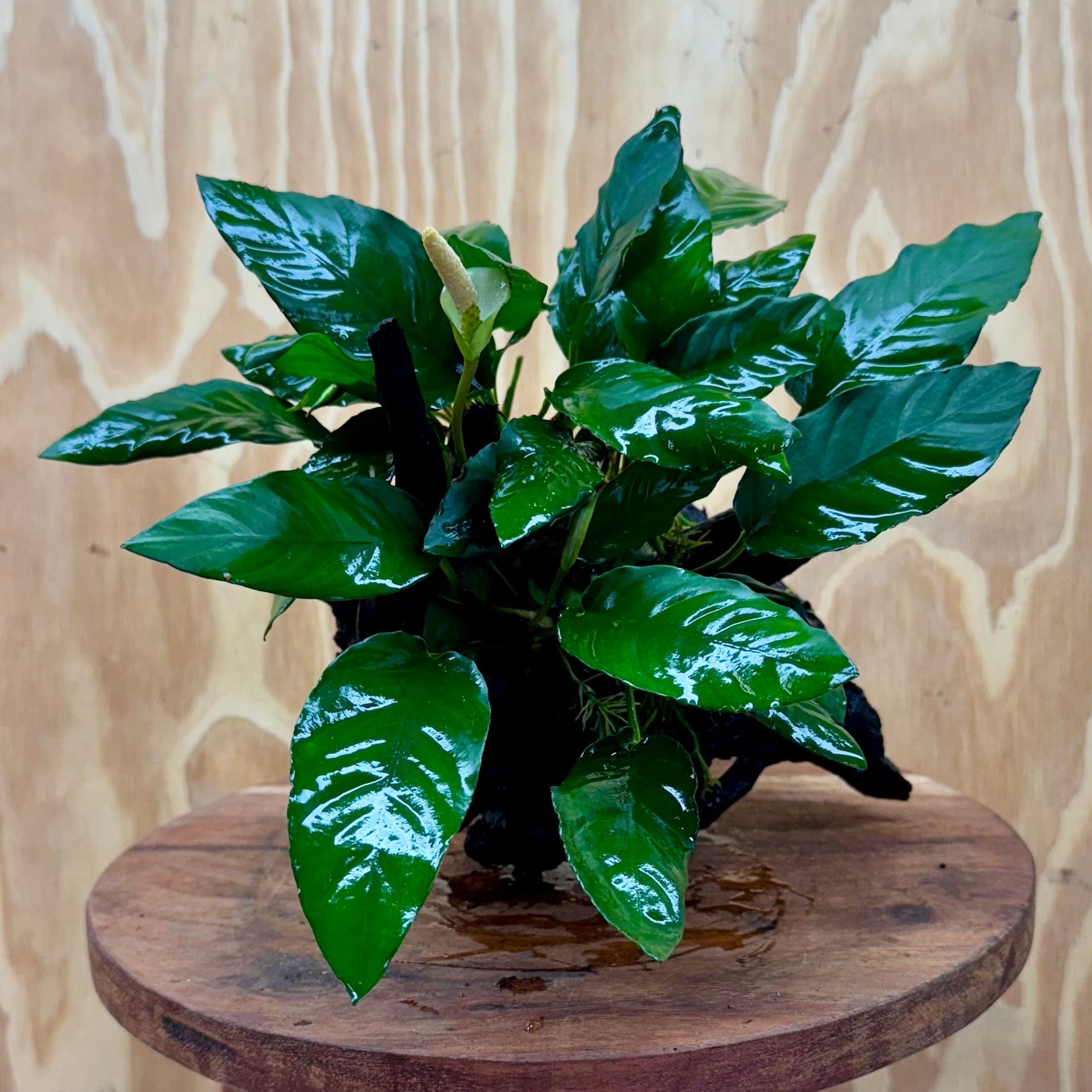 Scapeshop.com.au One Only Anubias Paco on Medium Driftwood Creation - One Only - Fancy Anubias Paco on Medium Driftwood - One Only - Aquarium Plants Australia