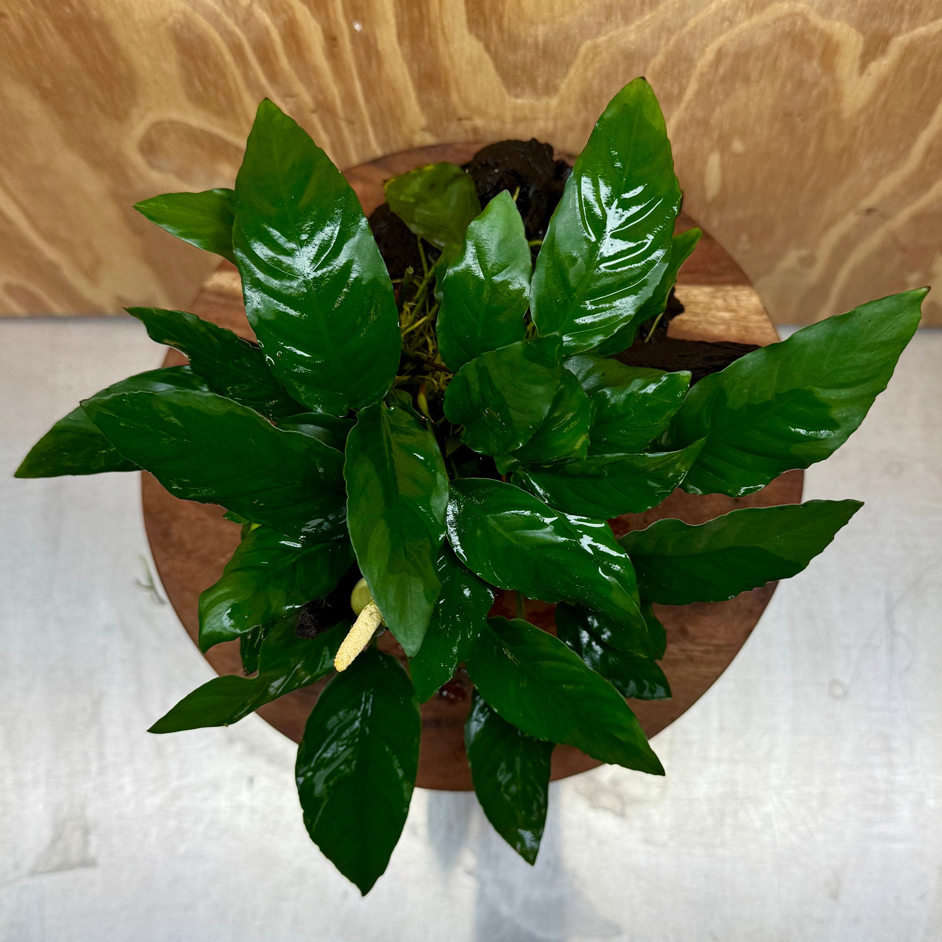 Scapeshop.com.au One Only Anubias Paco on Medium Driftwood Creation - One Only - Fancy Anubias Paco on Medium Driftwood - One Only - Aquarium Plants Australia