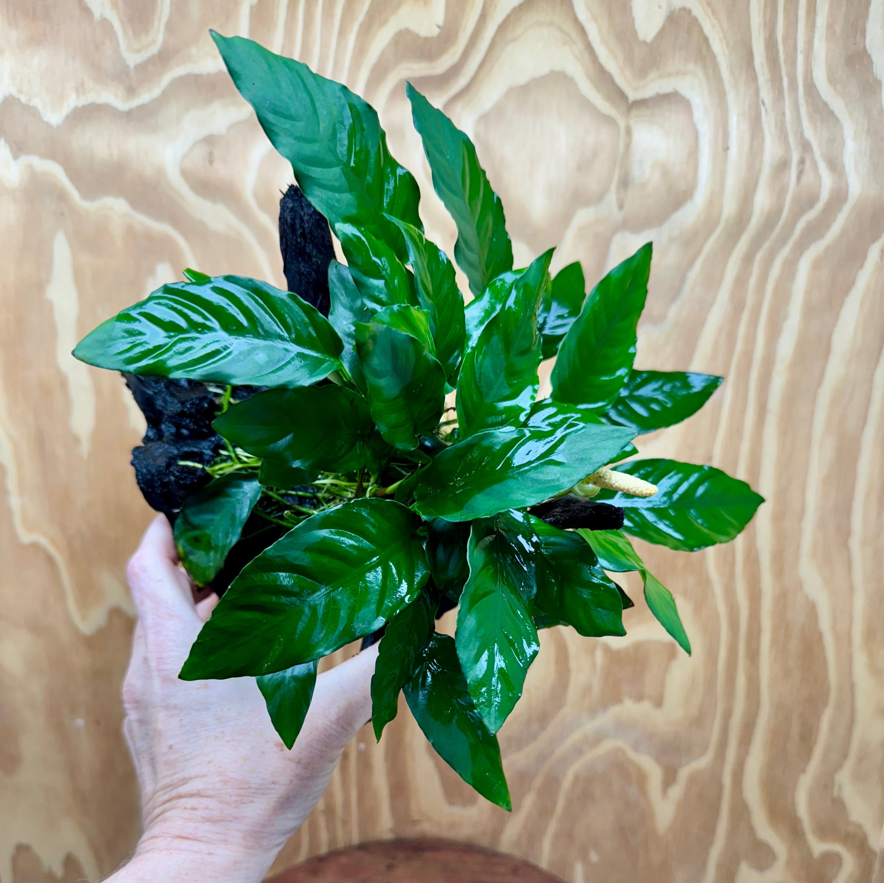 Scapeshop.com.au One Only Anubias Paco on Medium Driftwood Creation - One Only - Fancy Anubias Paco on Medium Driftwood - One Only - Aquarium Plants Australia