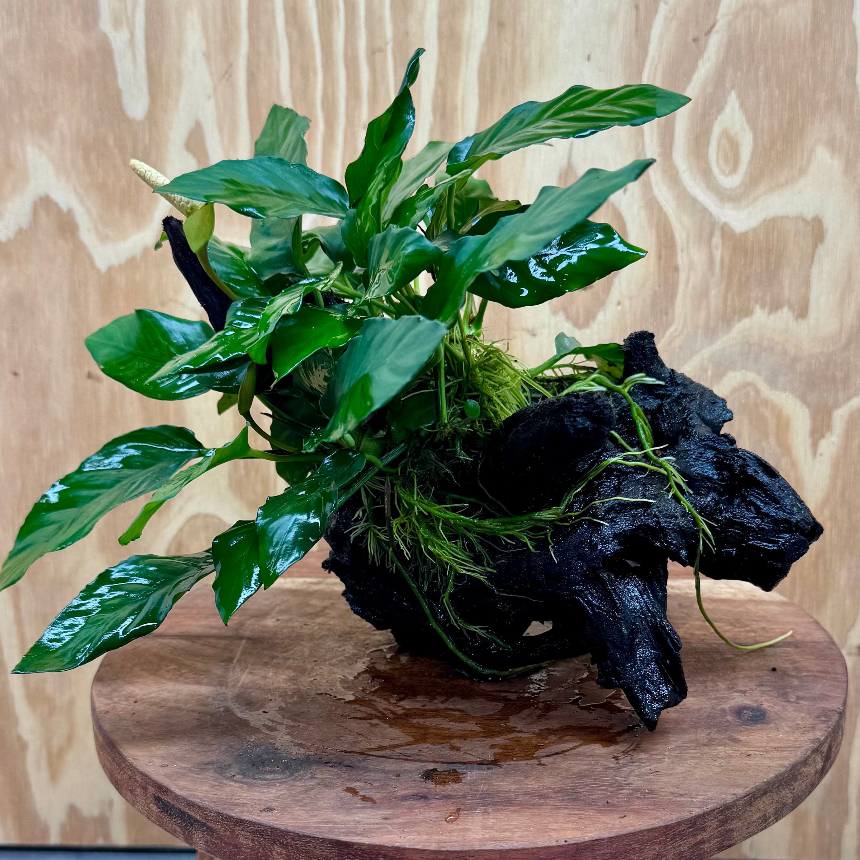 Scapeshop.com.au One Only Anubias Paco on Medium Driftwood Creation - One Only - Fancy Anubias Paco on Medium Driftwood - One Only - Aquarium Plants Australia