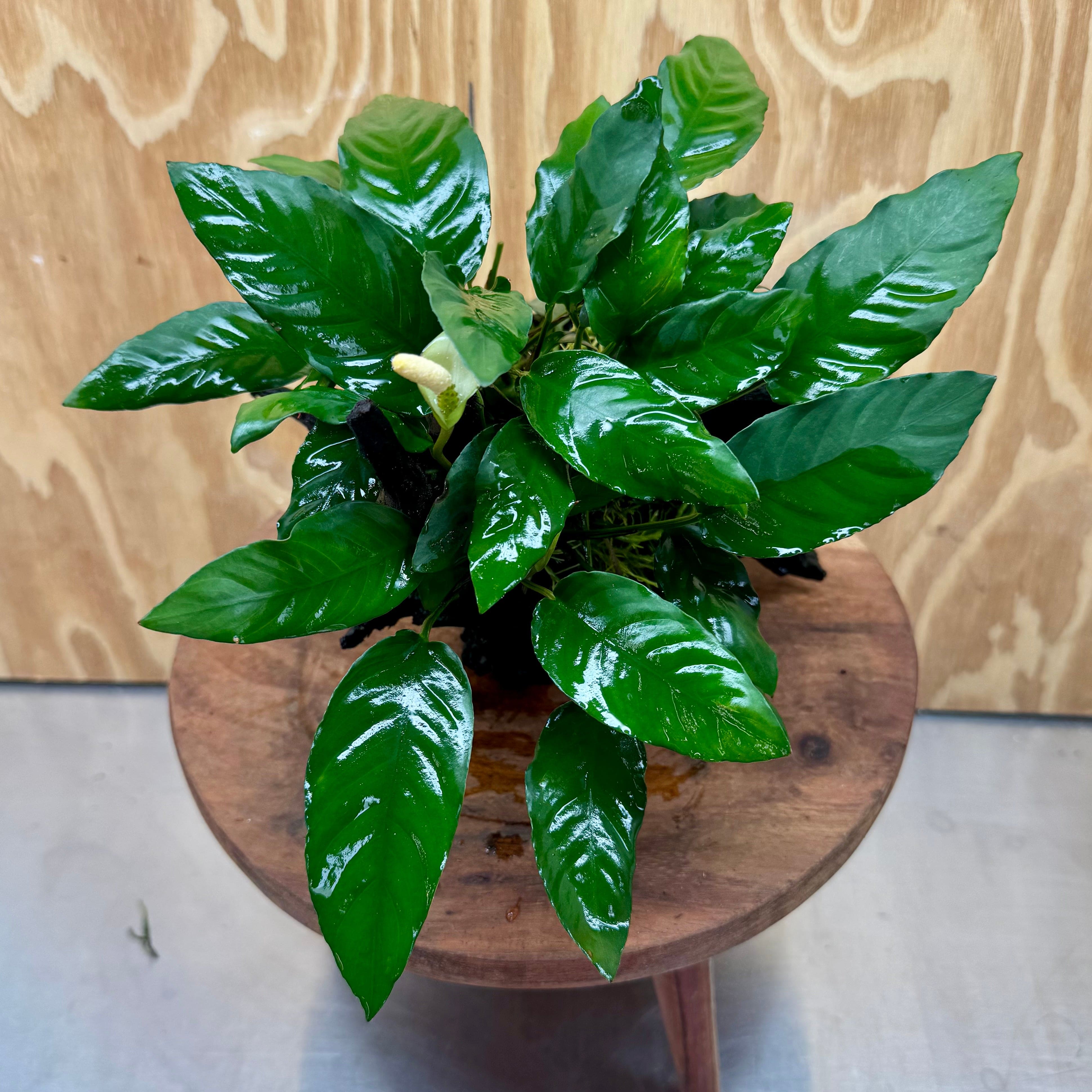 Scapeshop.com.au One Only Anubias Paco on Medium Driftwood Creation - One Only - Fancy Anubias Paco on Medium Driftwood - One Only - Aquarium Plants Australia