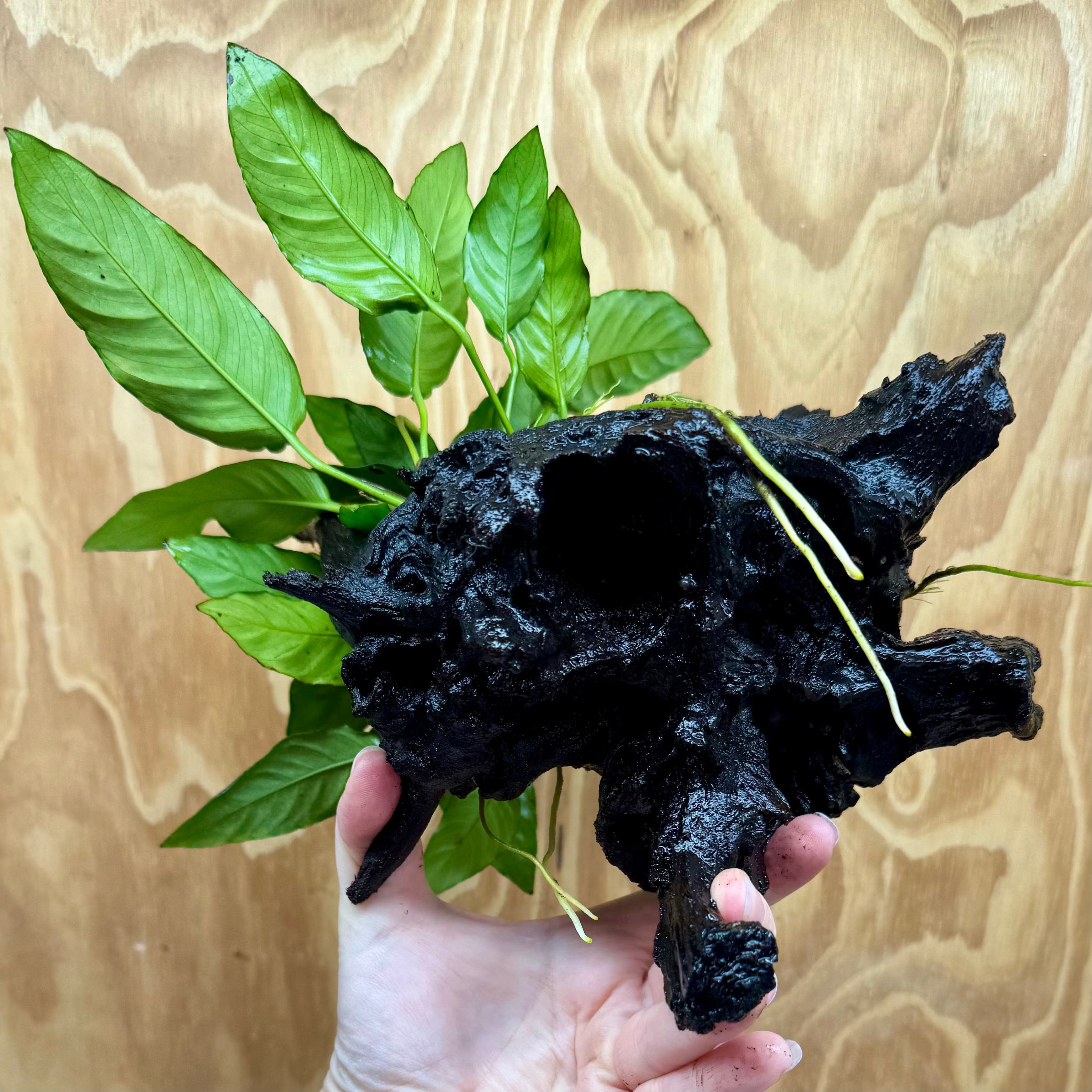 Scapeshop.com.au One Only Anubias Paco on Medium Driftwood Creation - One Only - Fancy Anubias Paco on Medium Driftwood - One Only - Aquarium Plants Australia