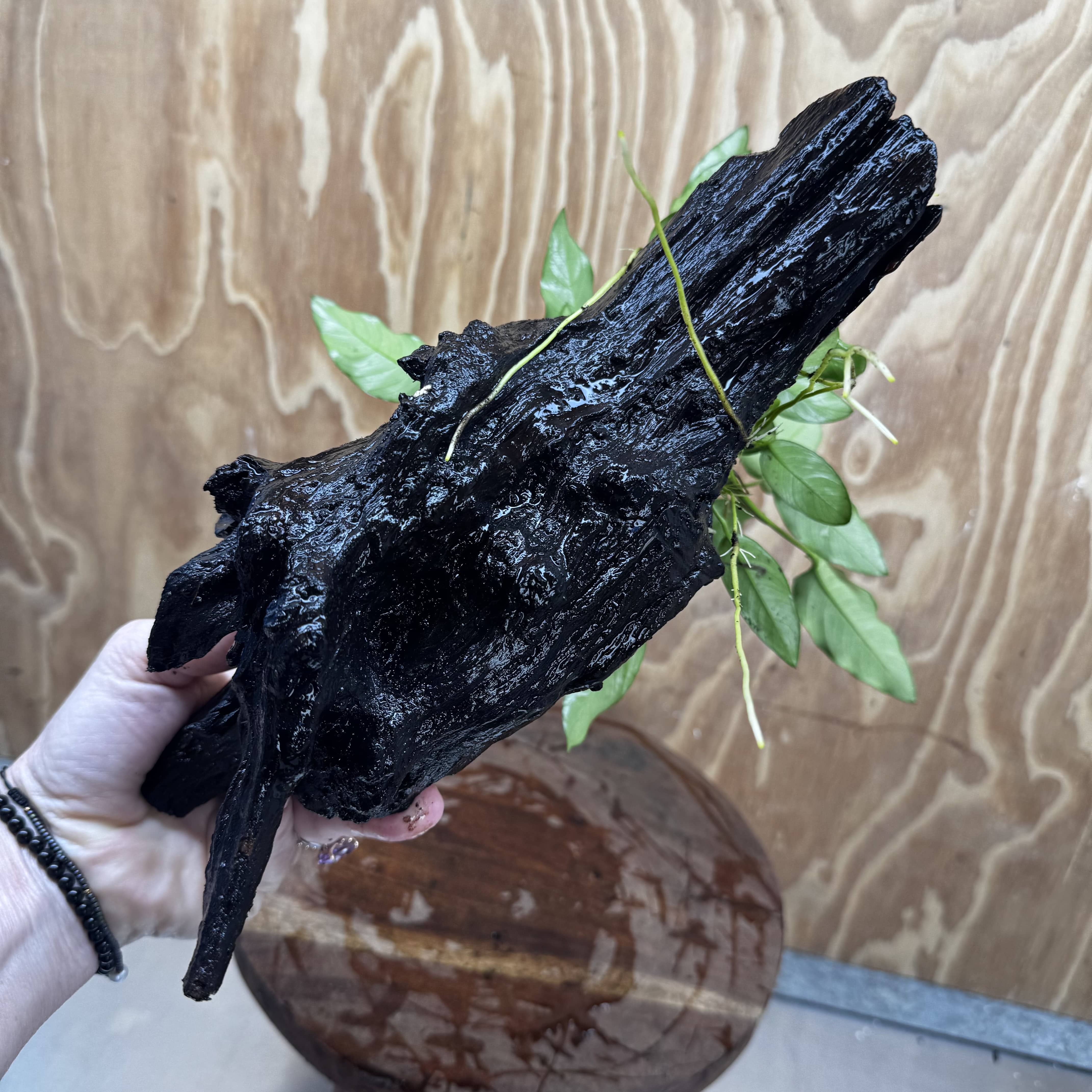 Pisces Enterprises One Only Anubias 'Petite Emerald Heart' on Large Driftwood Creation - ONE ONLY Anubias Petite Emerald Heart on Large Driftwood - One Only Scapeshop Australia