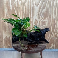 Pisces Enterprises One Only Anubias 'Petite Emerald Heart' on Large Driftwood Creation - ONE ONLY Anubias Petite Emerald Heart on Large Driftwood - One Only Scapeshop Australia