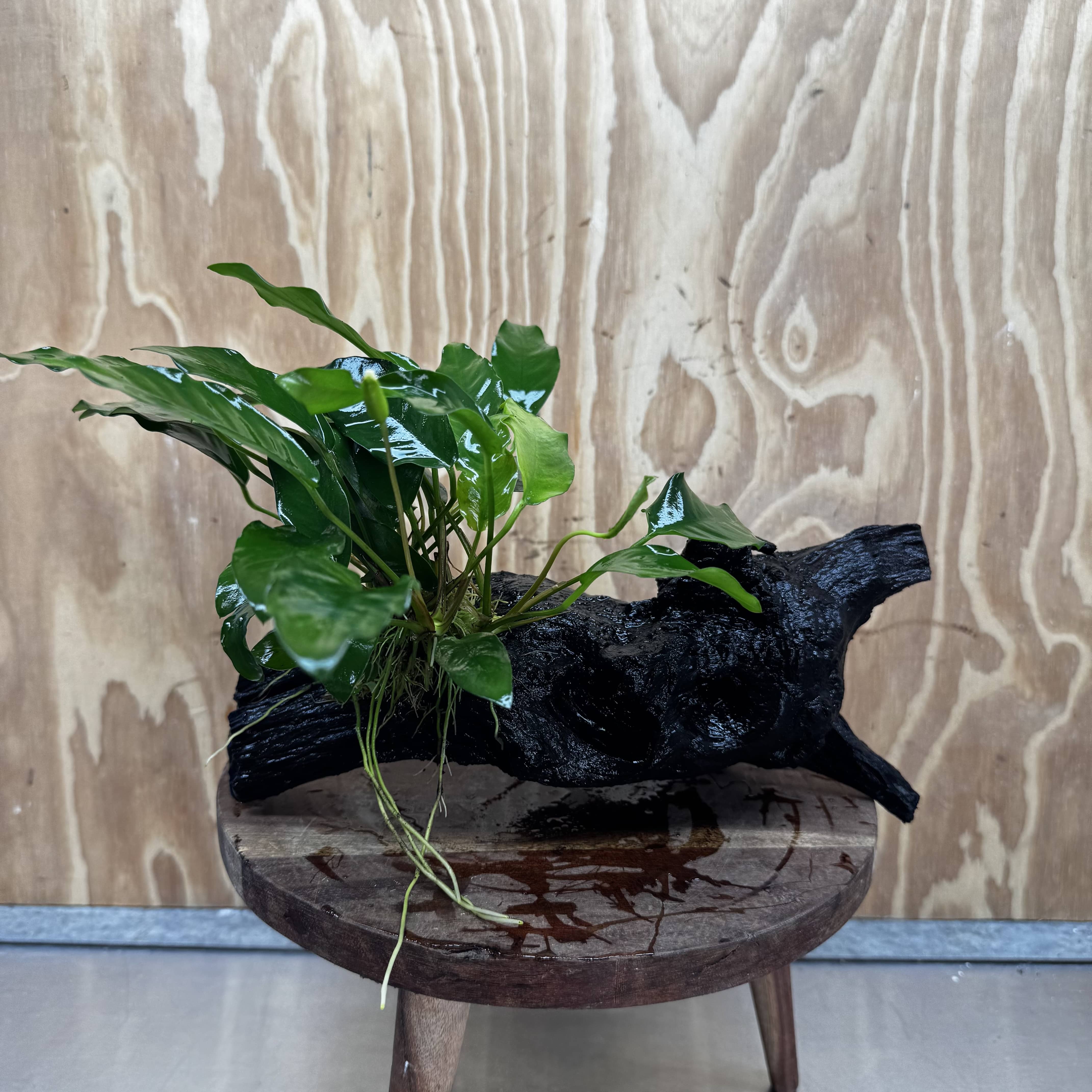 Pisces Enterprises One Only Anubias 'Petite Emerald Heart' on Large Driftwood Creation - ONE ONLY Anubias Petite Emerald Heart on Large Driftwood - One Only Scapeshop Australia