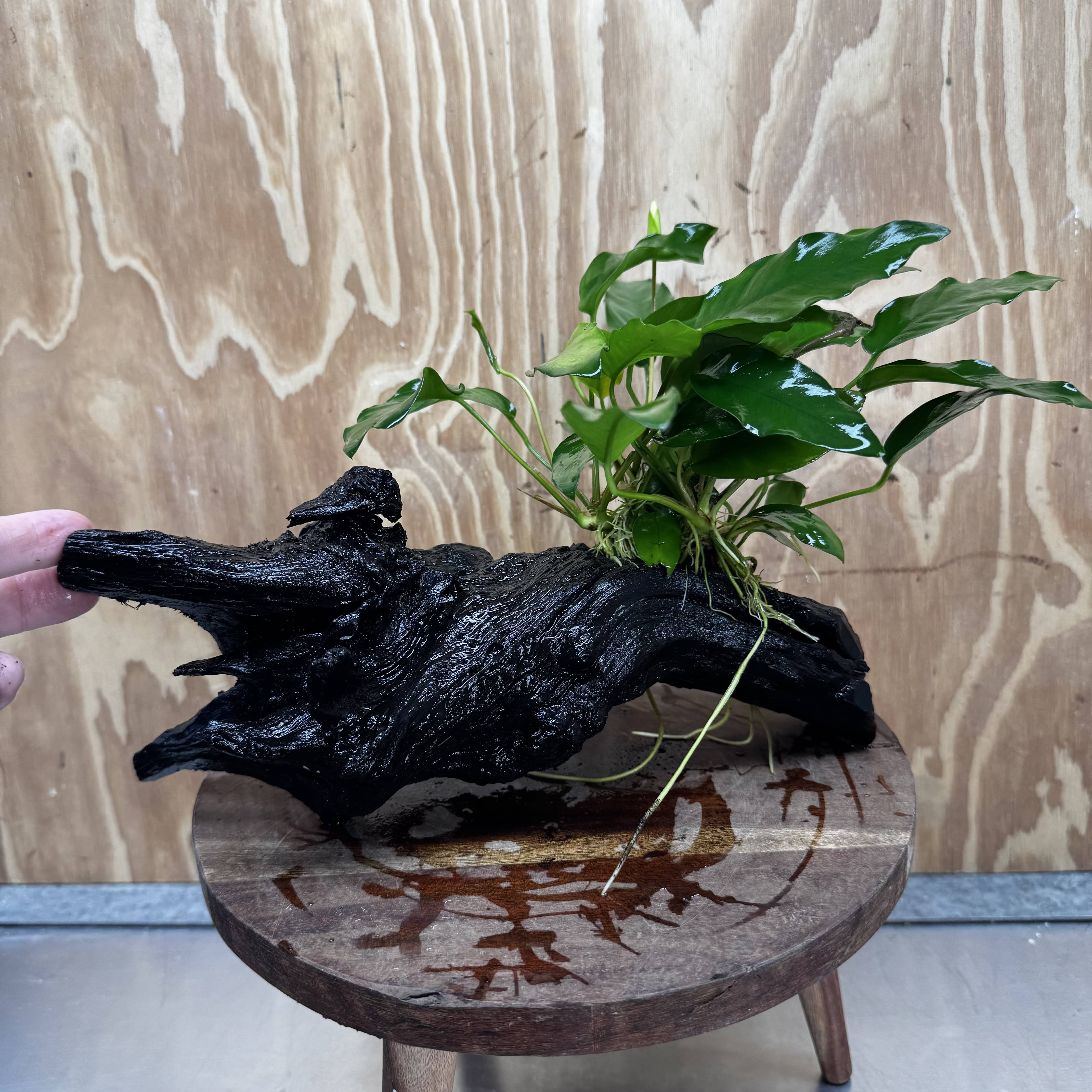 Pisces Enterprises One Only Anubias 'Petite Emerald Heart' on Large Driftwood Creation - ONE ONLY Anubias Petite Emerald Heart on Large Driftwood - One Only Scapeshop Australia