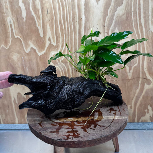 Pisces Enterprises One Only Anubias 'Petite Emerald Heart' on Large Driftwood Creation - ONE ONLY Anubias Petite Emerald Heart on Large Driftwood - One Only Scapeshop Australia
