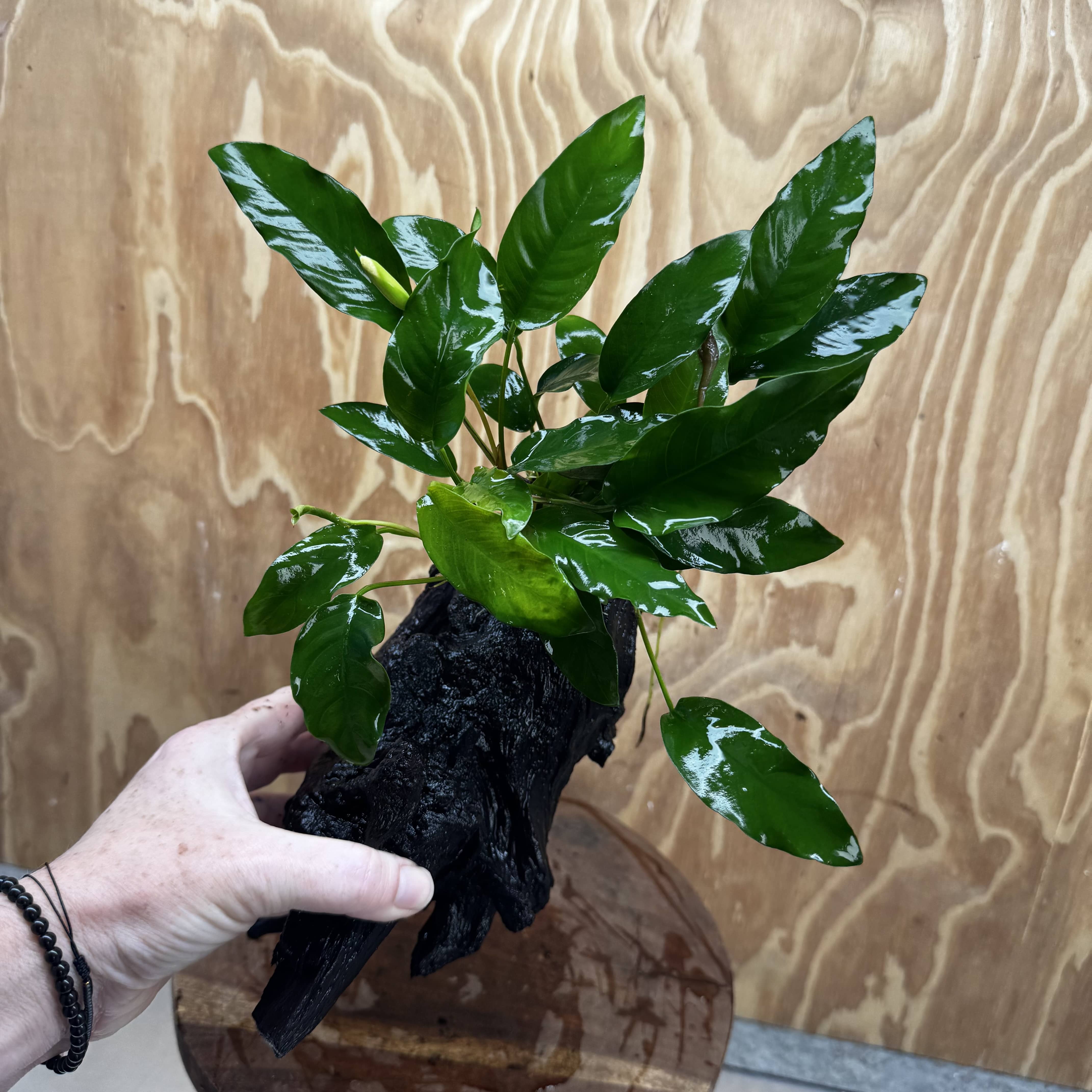 Pisces Enterprises One Only Anubias 'Petite Emerald Heart' on Large Driftwood Creation - ONE ONLY Anubias Petite Emerald Heart on Large Driftwood - One Only Scapeshop Australia