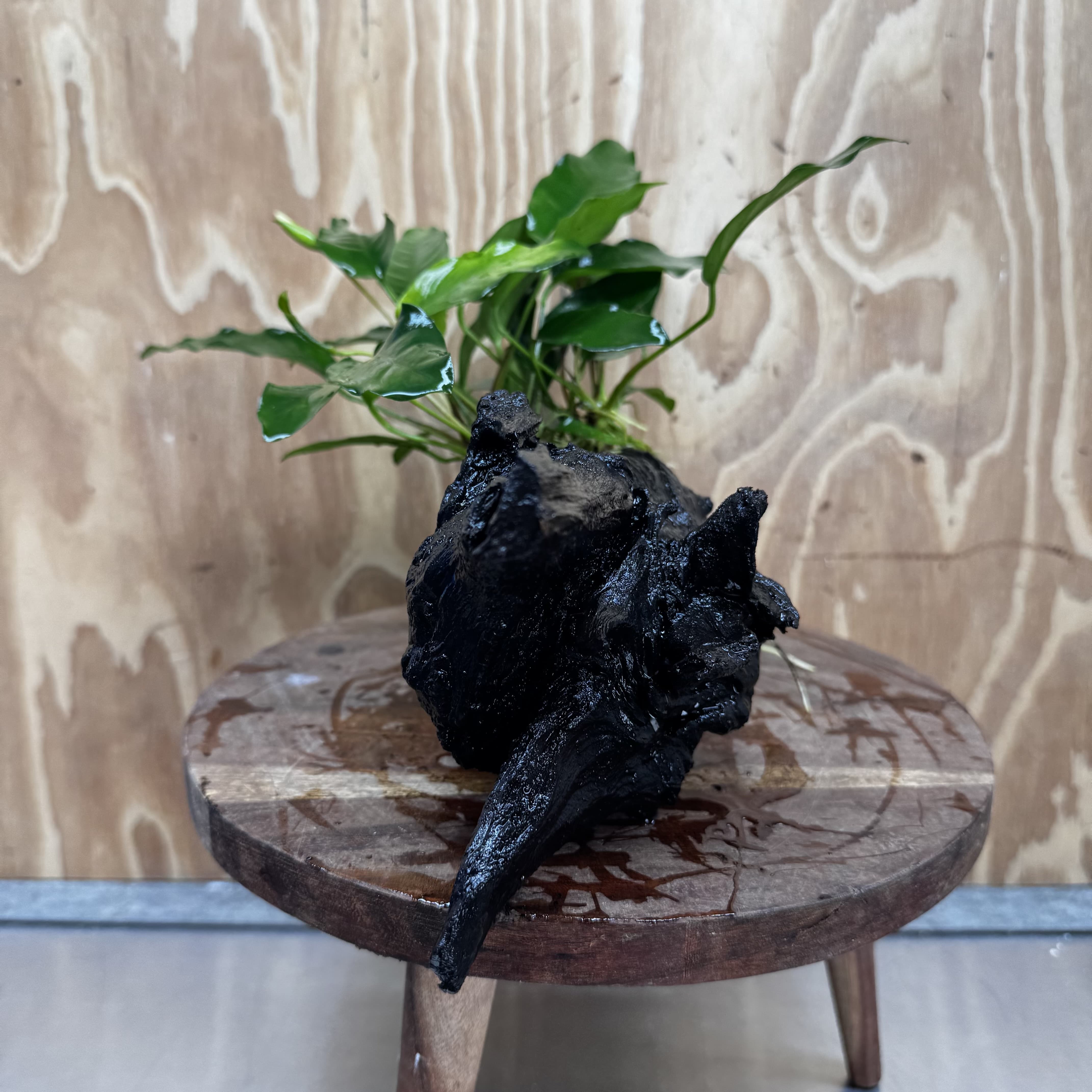 Pisces Enterprises One Only Anubias 'Petite Emerald Heart' on Large Driftwood Creation - ONE ONLY Anubias Petite Emerald Heart on Large Driftwood - One Only Scapeshop Australia