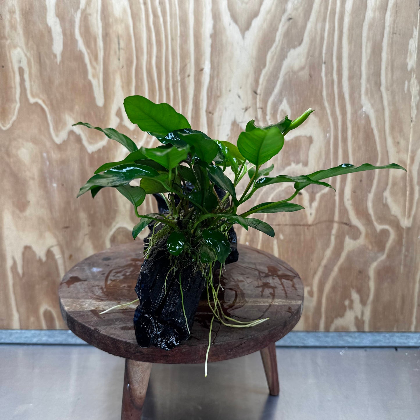 Pisces Enterprises One Only Anubias 'Petite Emerald Heart' on Large Driftwood Creation - ONE ONLY Anubias Petite Emerald Heart on Large Driftwood - One Only Scapeshop Australia