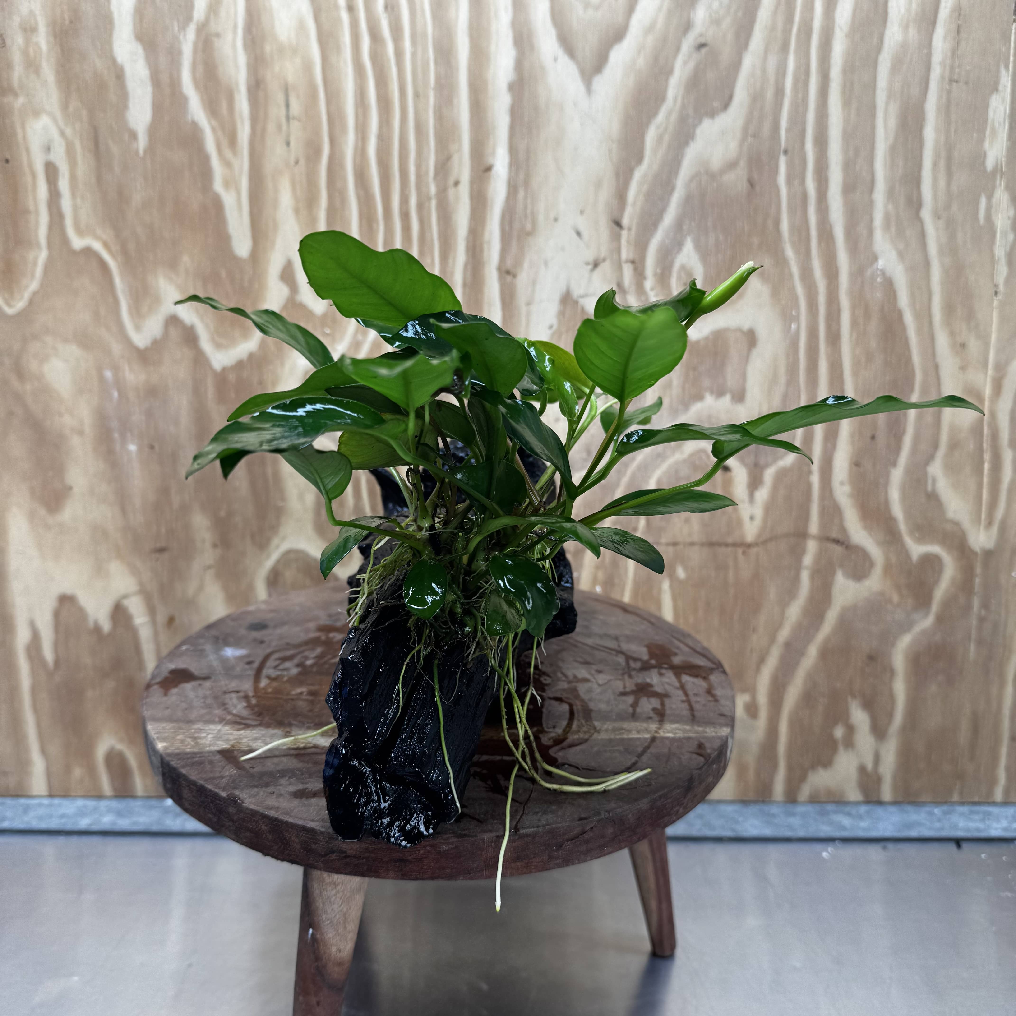Pisces Enterprises One Only Anubias 'Petite Emerald Heart' on Large Driftwood Creation - ONE ONLY Anubias Petite Emerald Heart on Large Driftwood - One Only Scapeshop Australia