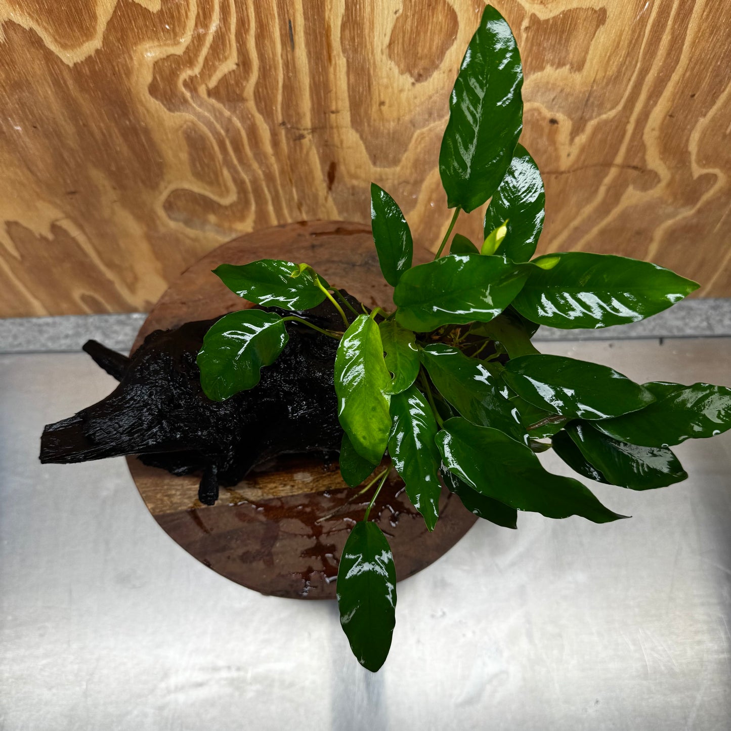 Pisces Enterprises One Only Anubias 'Petite Emerald Heart' on Large Driftwood Creation - ONE ONLY Anubias Petite Emerald Heart on Large Driftwood - One Only Scapeshop Australia