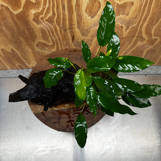 Pisces Enterprises One Only Anubias 'Petite Emerald Heart' on Large Driftwood Creation - ONE ONLY Anubias Petite Emerald Heart on Large Driftwood - One Only Scapeshop Australia