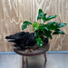 Pisces Enterprises One Only Anubias 'Petite Emerald Heart' on Large Driftwood Creation - ONE ONLY Anubias Petite Emerald Heart on Large Driftwood - One Only Scapeshop Australia