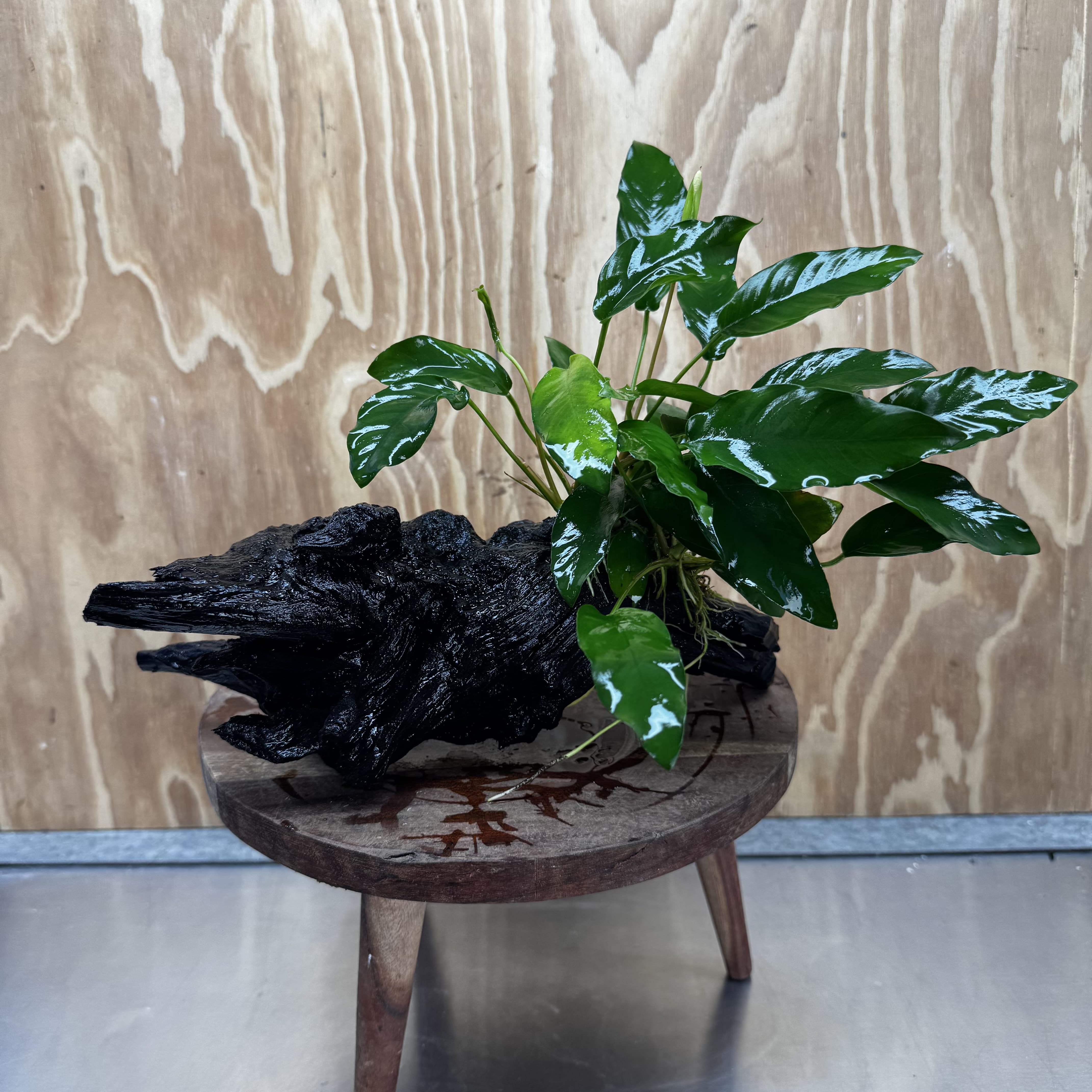 Pisces Enterprises One Only Anubias 'Petite Emerald Heart' on Large Driftwood Creation - ONE ONLY Anubias Petite Emerald Heart on Large Driftwood - One Only Scapeshop Australia