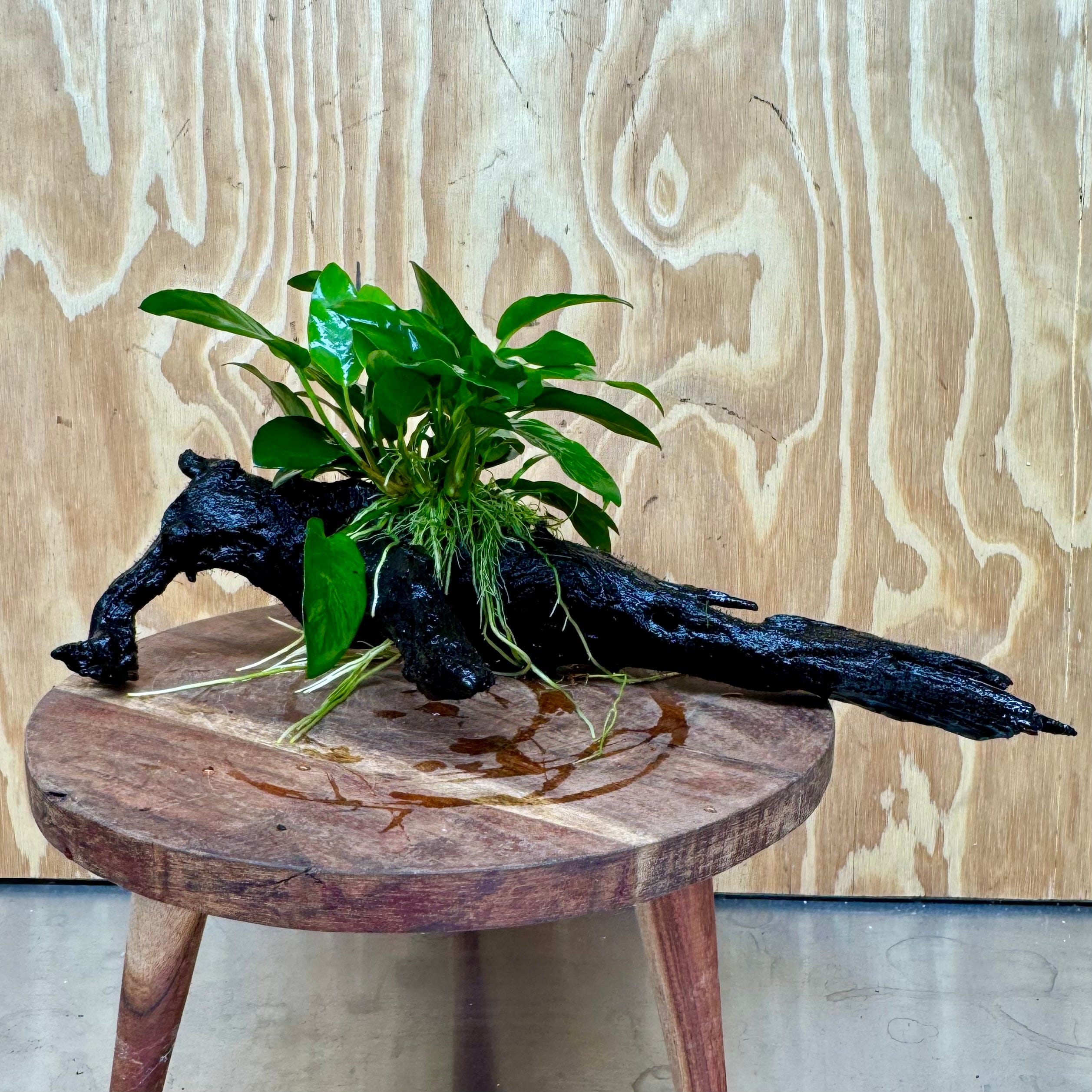 Scapeshop.com.au One Only Anubias 'Petite Emerald Heart' on Medium Driftwood Creation - One Only - Beatiful Buy Anubias Petite Emerald Heart Medium Driftwood ONE ONLY Scapeshop