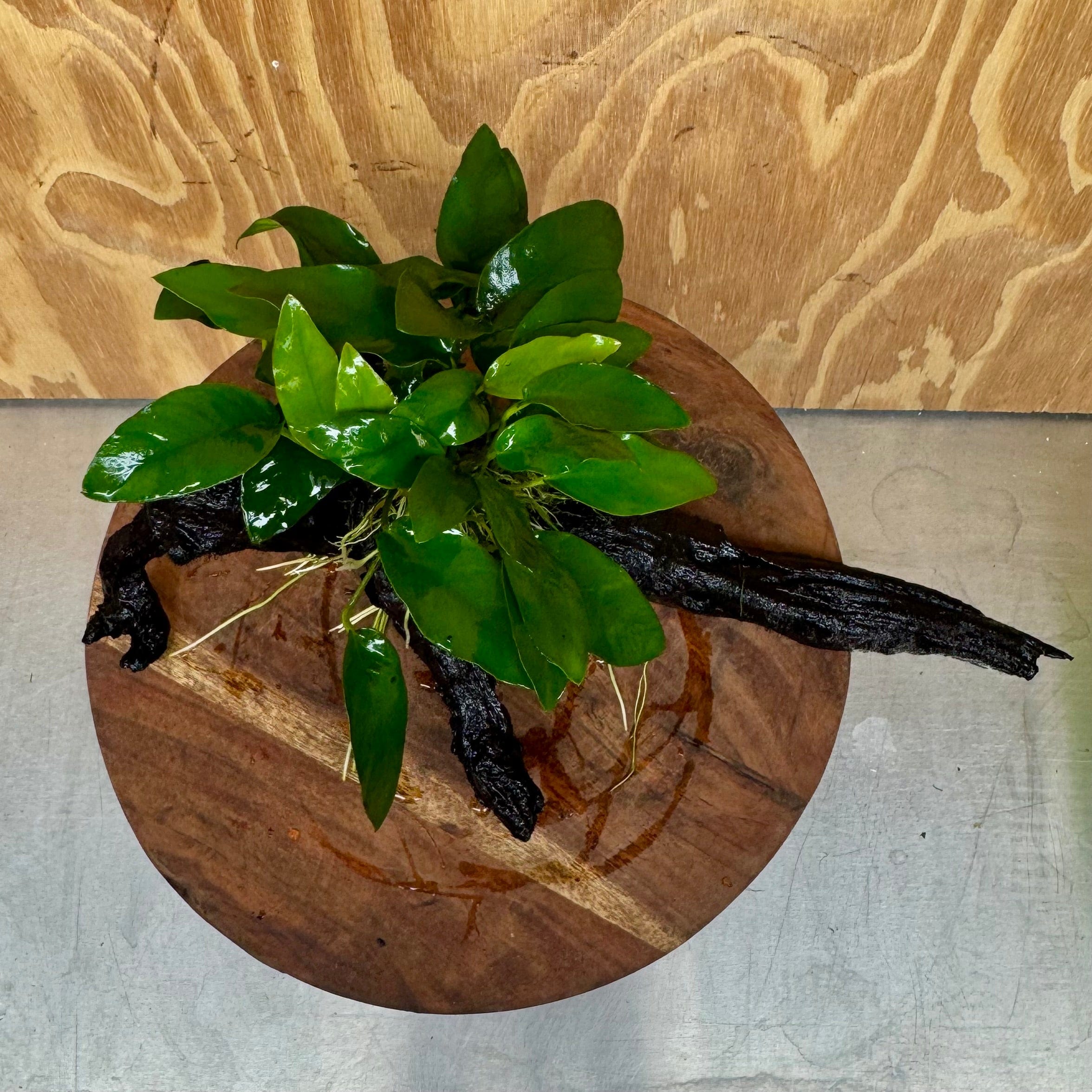 Scapeshop.com.au One Only Anubias 'Petite Emerald Heart' on Medium Driftwood Creation - One Only - Beatiful Buy Anubias Petite Emerald Heart Medium Driftwood ONE ONLY Scapeshop