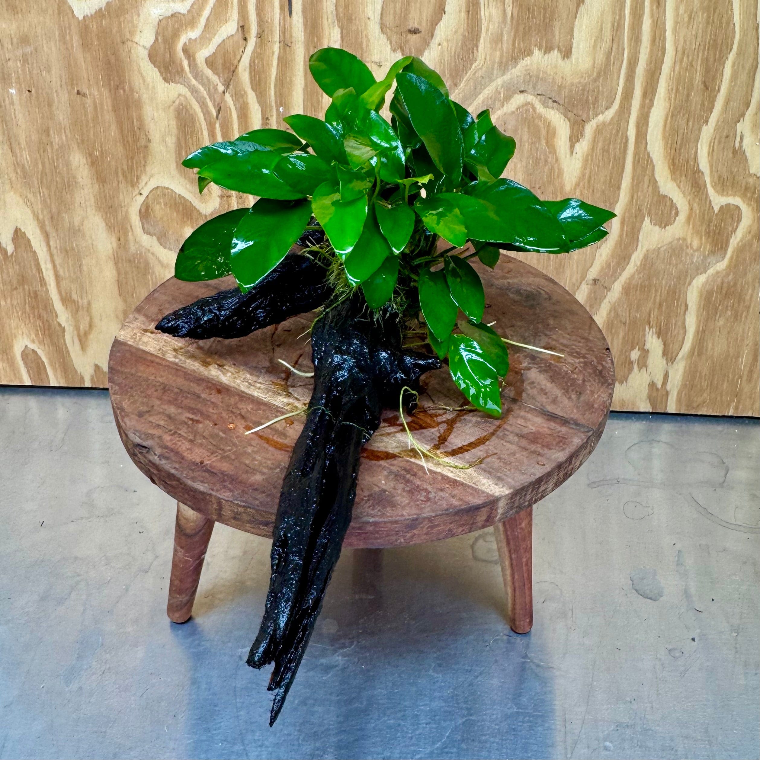 Scapeshop.com.au One Only Anubias 'Petite Emerald Heart' on Medium Driftwood Creation - One Only - Beatiful Buy Anubias Petite Emerald Heart Medium Driftwood ONE ONLY Scapeshop