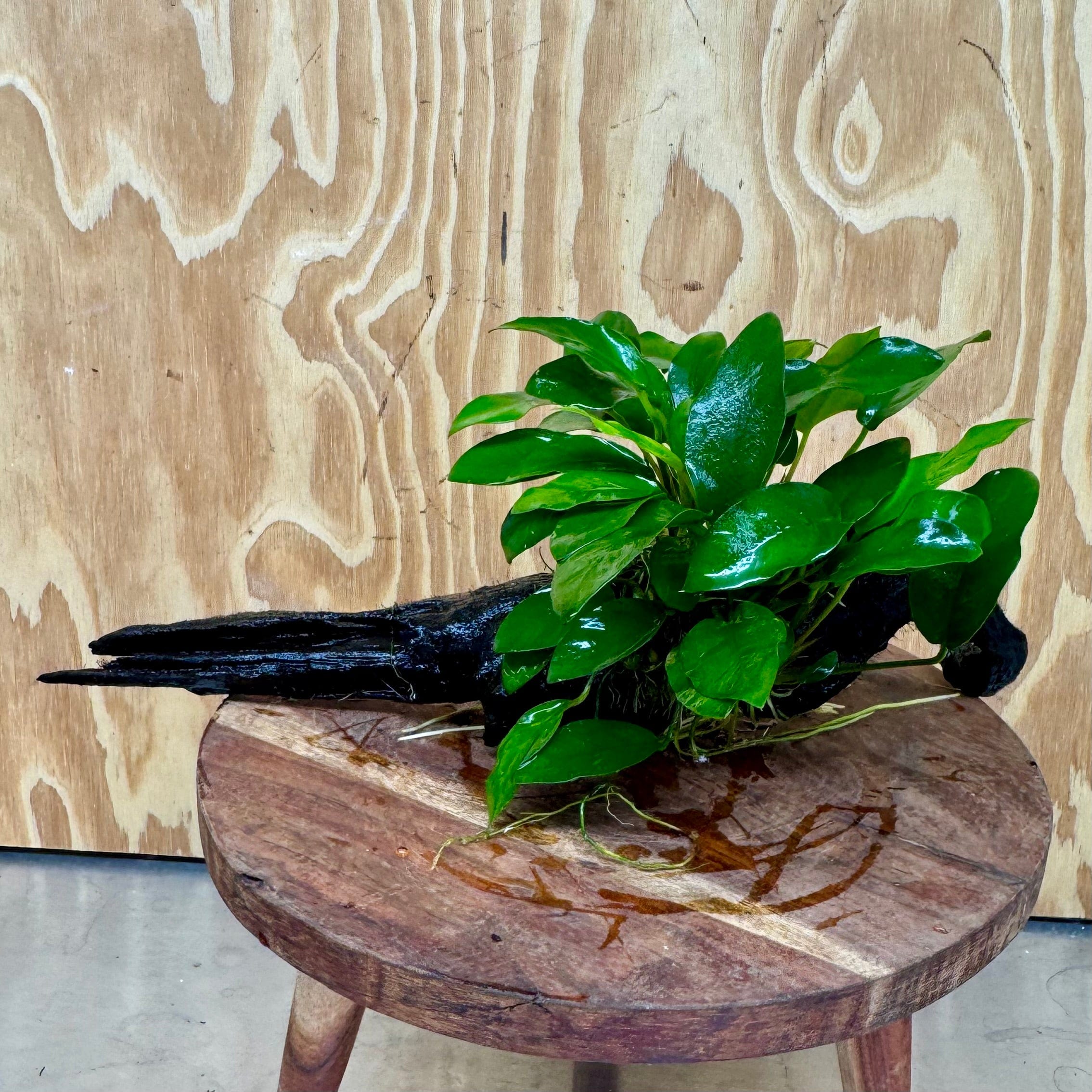 Scapeshop.com.au One Only Anubias 'Petite Emerald Heart' on Medium Driftwood Creation - One Only - Beatiful Buy Anubias Petite Emerald Heart Medium Driftwood ONE ONLY Scapeshop