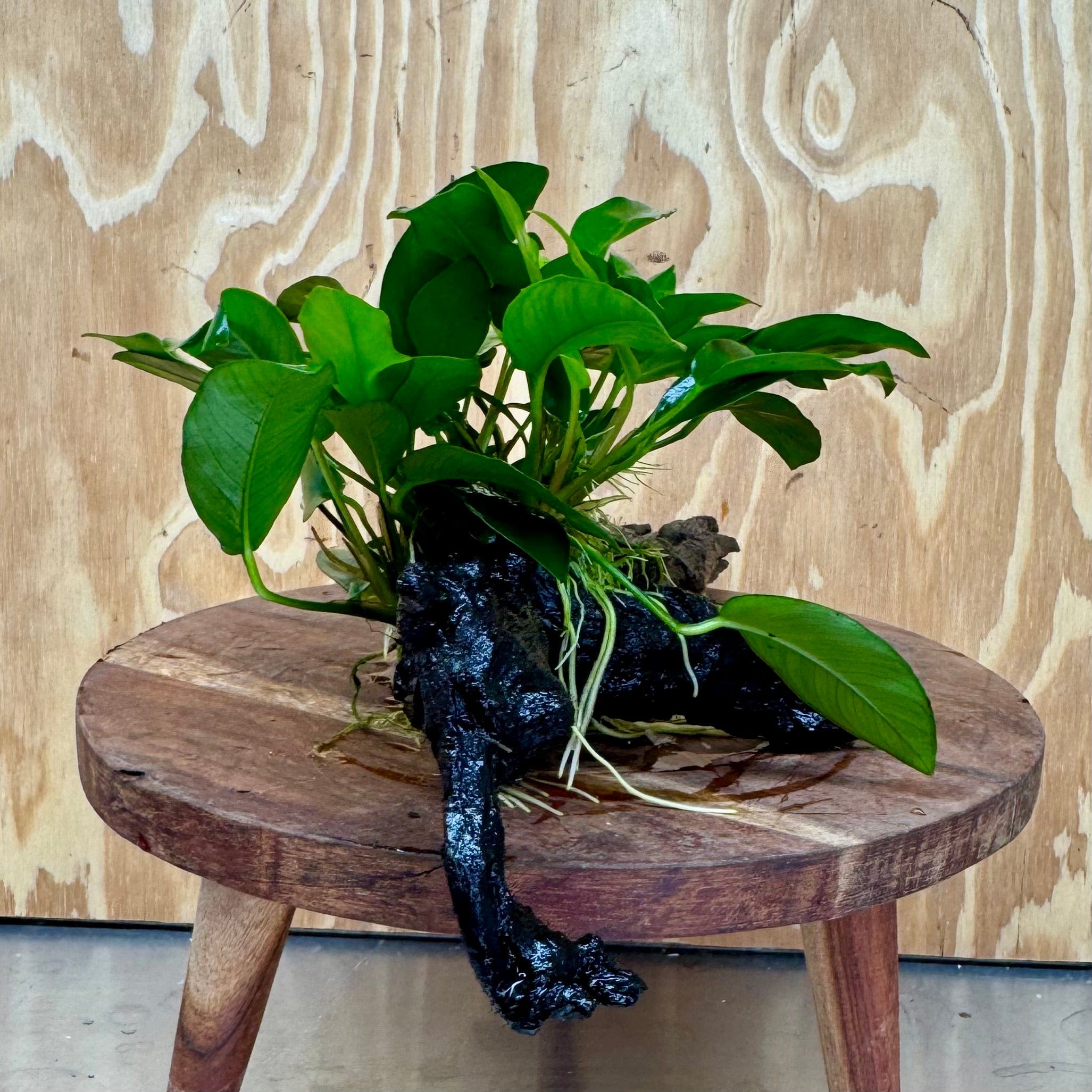 Scapeshop.com.au One Only Anubias 'Petite Emerald Heart' on Medium Driftwood Creation - One Only - Beatiful Buy Anubias Petite Emerald Heart Medium Driftwood ONE ONLY Scapeshop