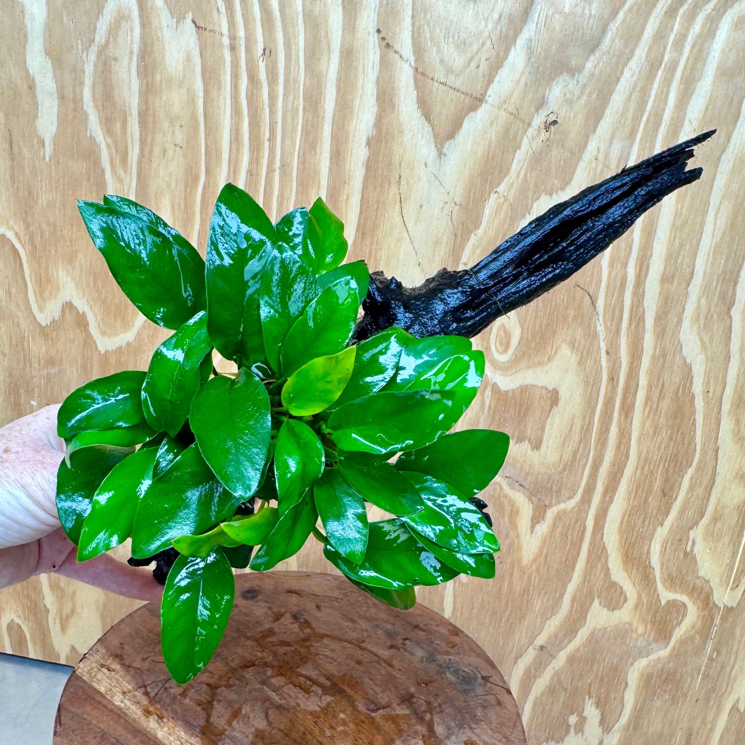 Scapeshop.com.au One Only Anubias 'Petite Emerald Heart' on Medium Driftwood Creation - One Only - Beatiful Buy Anubias Petite Emerald Heart Medium Driftwood ONE ONLY Scapeshop