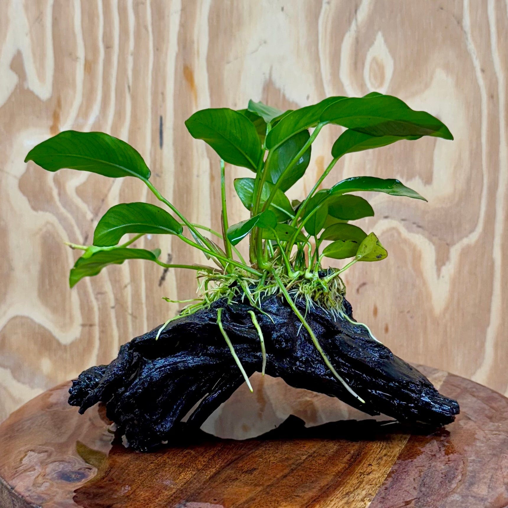 Scapeshop.com.au One Only Anubias 'Petite Emerald Heart' on Medium Driftwood Creation - One Only - Beatiful Buy Anubias Petite Emerald Heart Medium Driftwood ONE ONLY Scapeshop